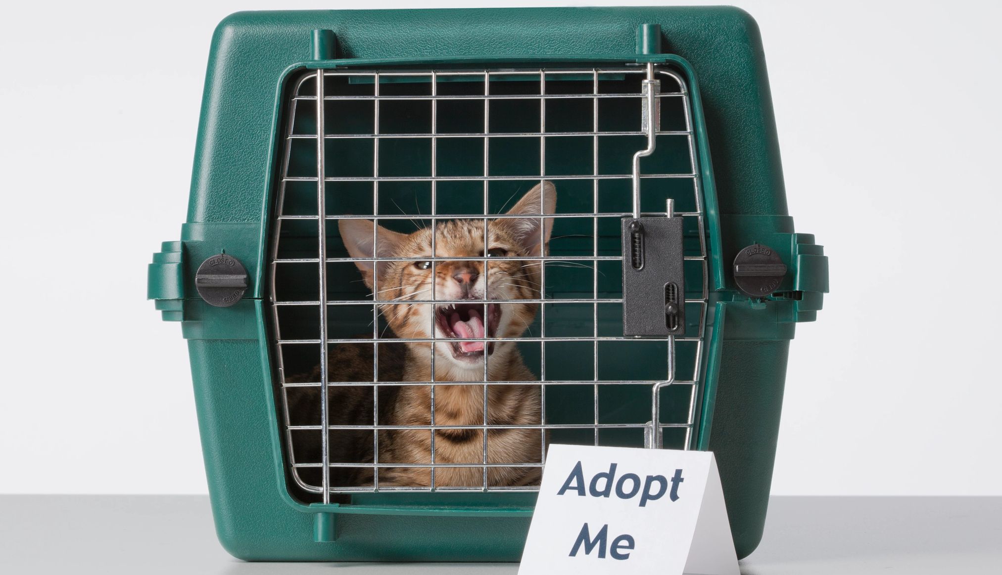 AARP Smart Guide to Pet Adoption a cat in a crate with the sign adopt me