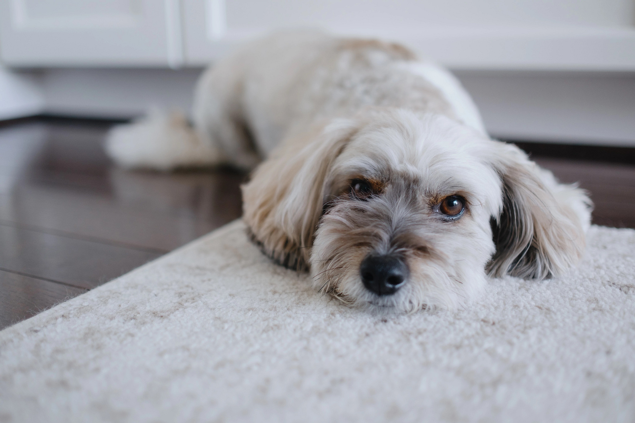 Close-up of a cute tricolor dog relaxing on kitchen floor