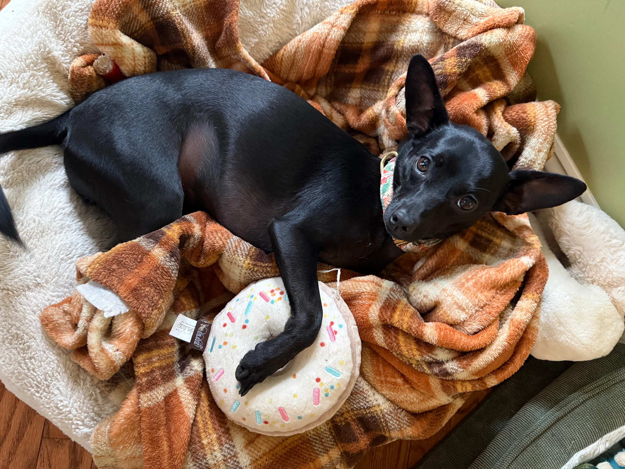 Small black dog lying on soft blankets inside a plush pet bed with a donut-shaped toy nearby.