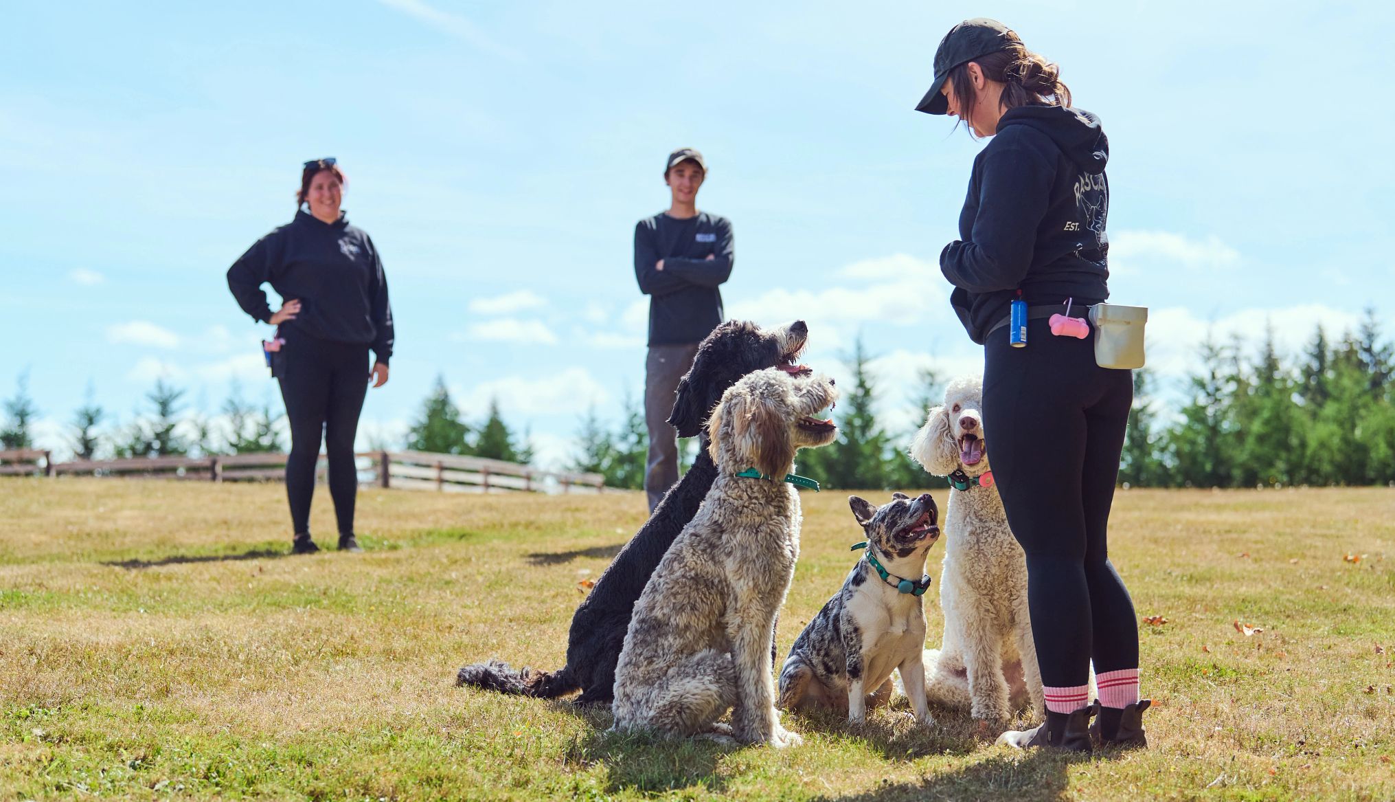 dogs learn how to sit on command four dogs sit in front of their trainer