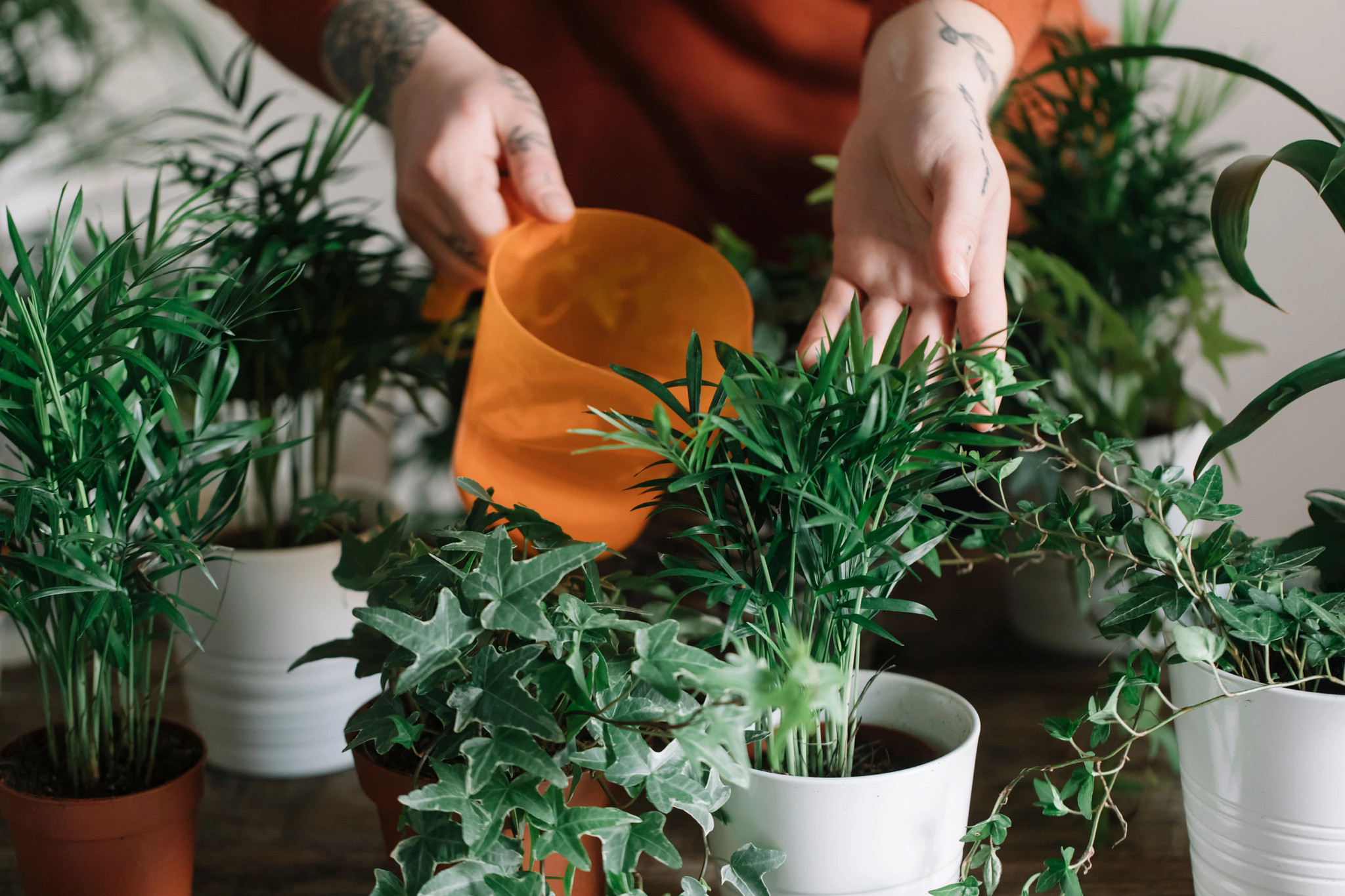 Anonymous Hands Watering House Plants With Watering Can