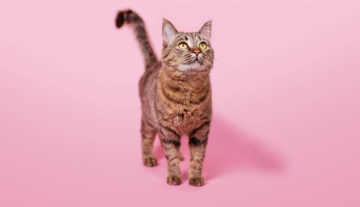 A tabby cat standing with tail raised against a soft pink background