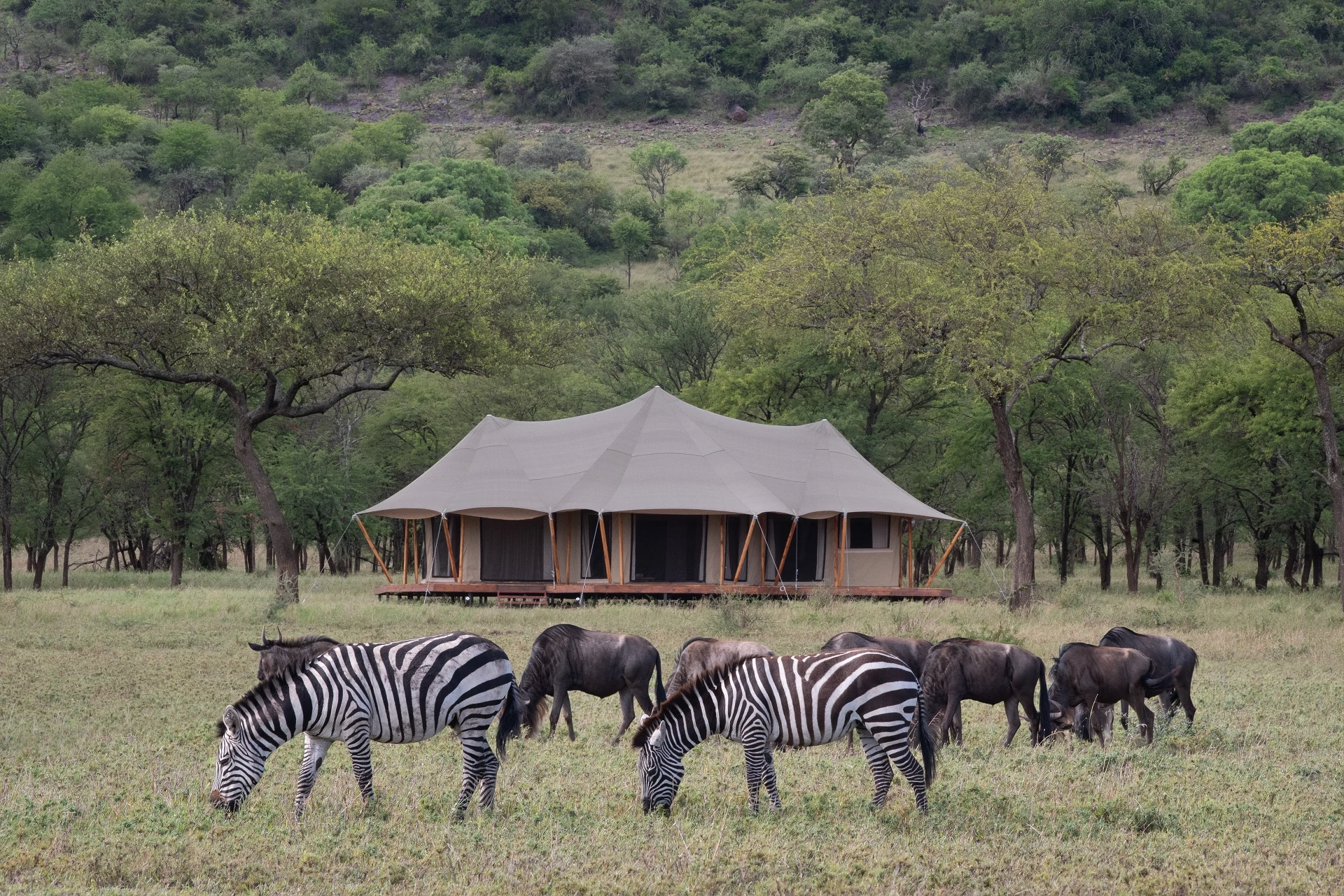 zebras grazing in front of a tent on the Serengeti