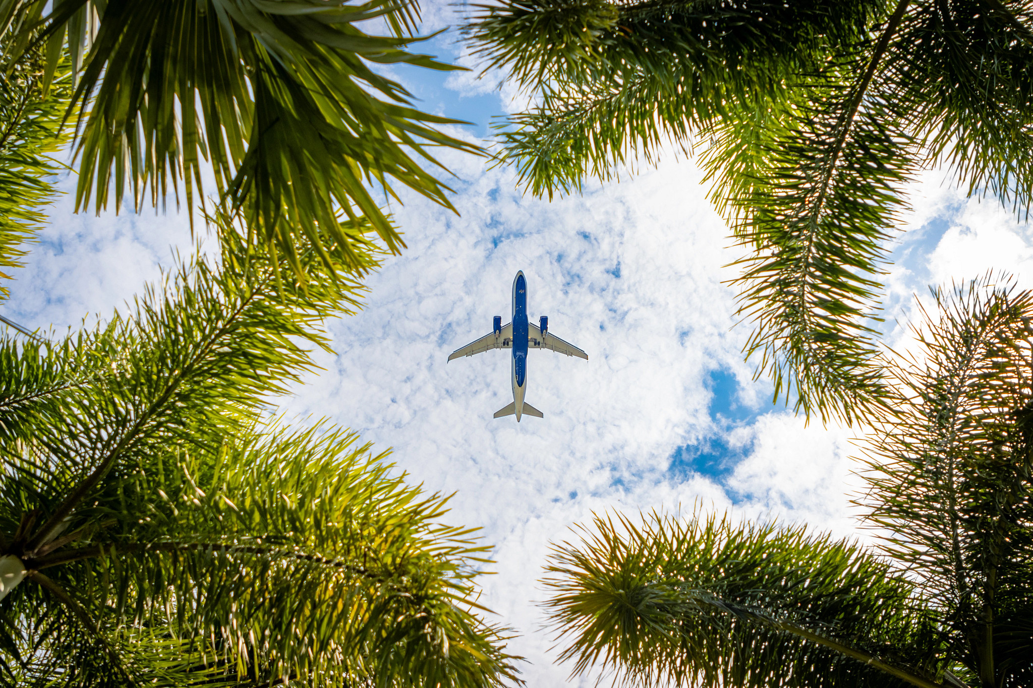 a plane traveling above palm trees