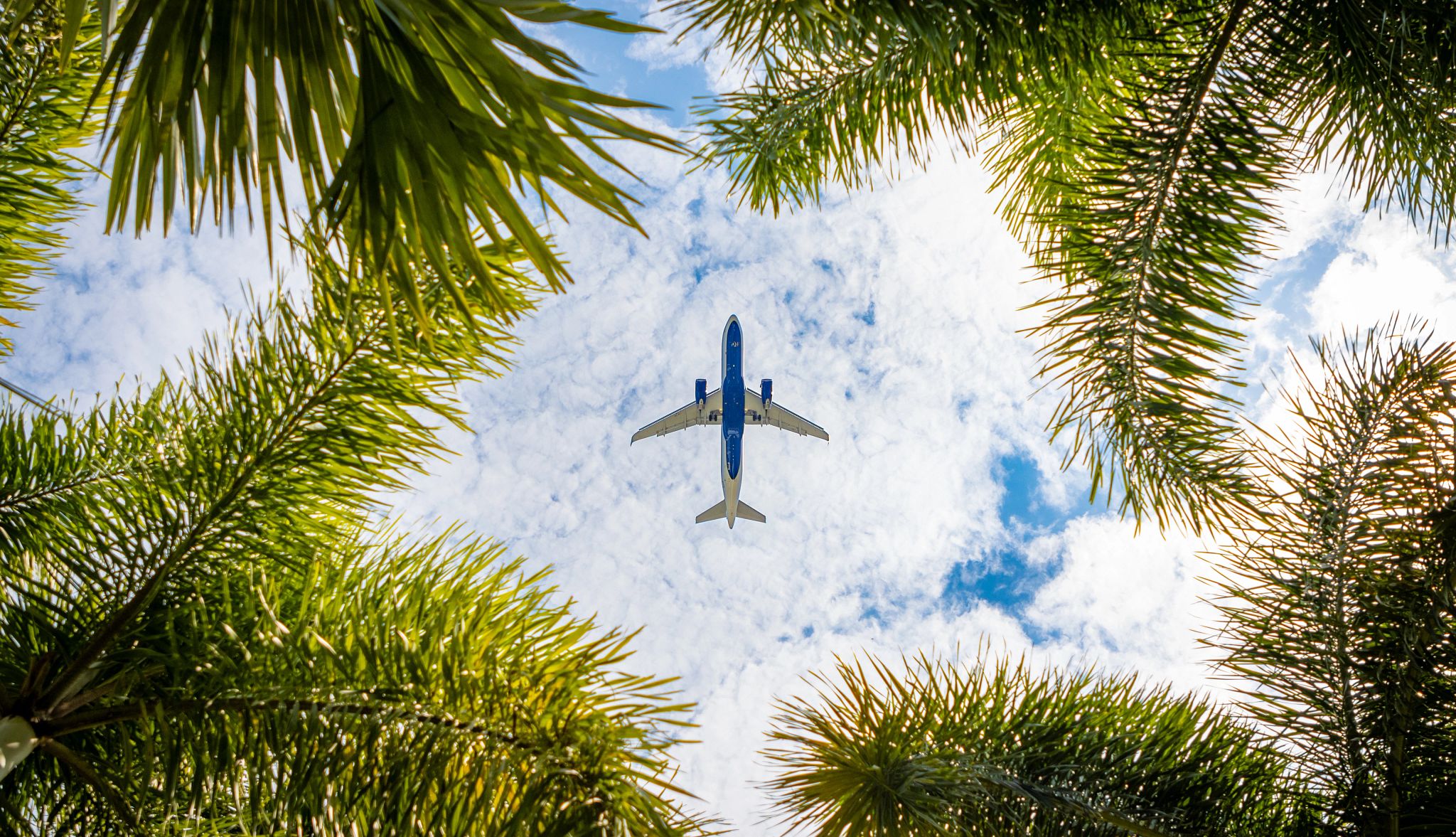 Microvacation Planning a plane traveling above palm trees
