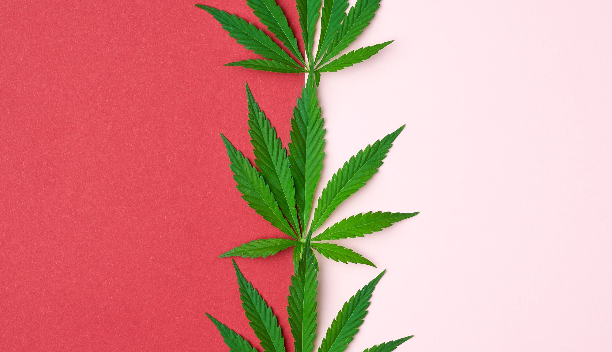 Cannabis Quiz cannabis leaves on a two tone red and pink background