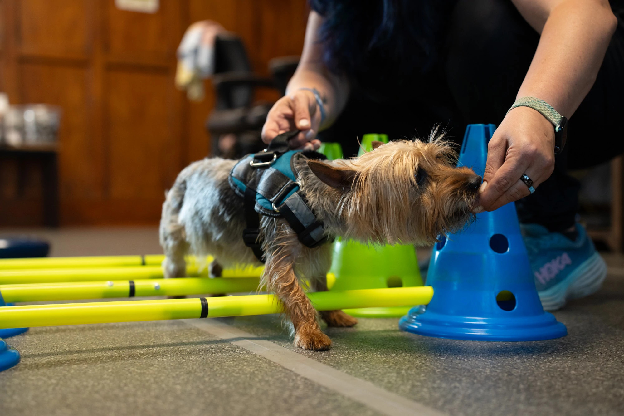 a dog going through rehab