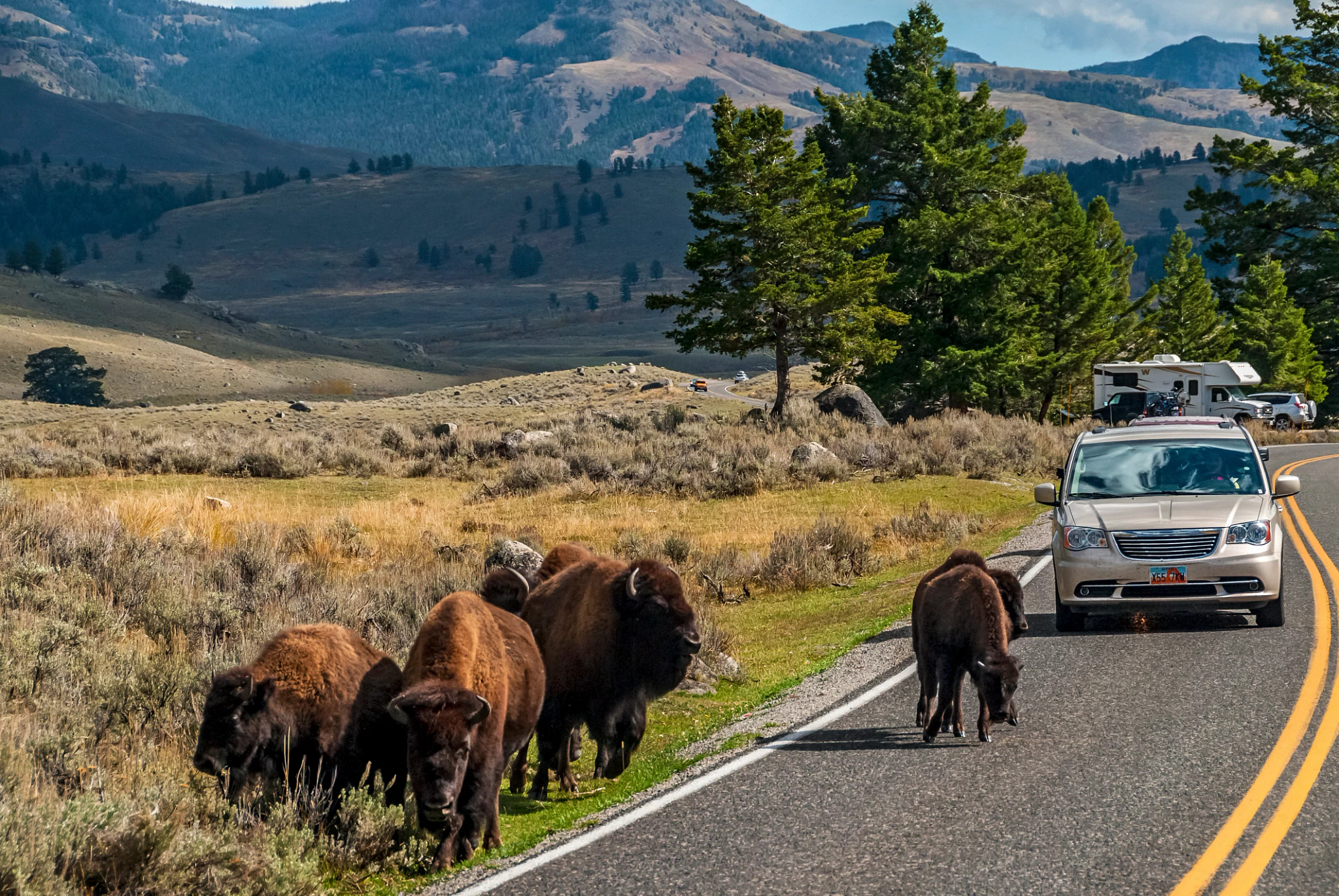 bison walking near a road where a car is driving