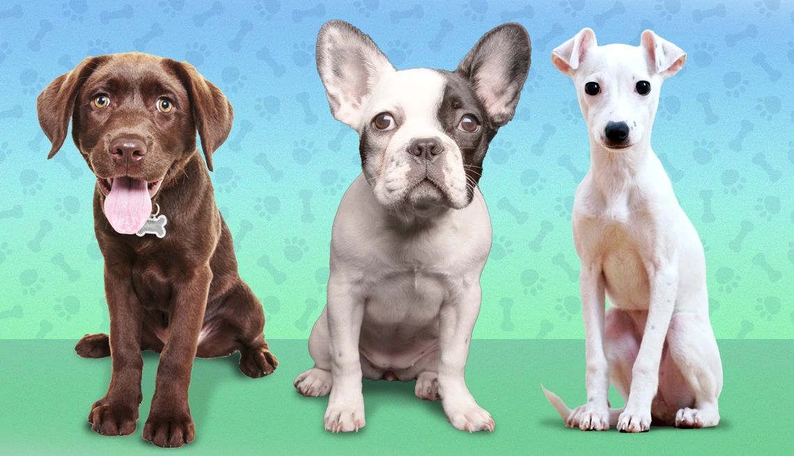 Three dog breeds suggested for older adults a lab, a French bulldog and a greyhound are dogs recommended for older adults