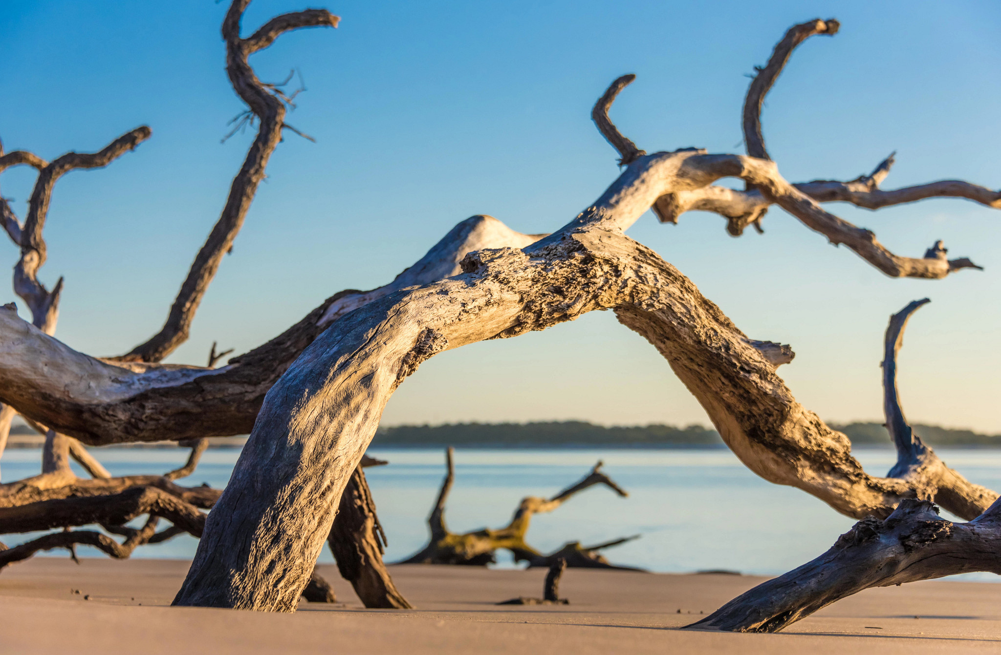 tree branches stick out of the sand at a beach
