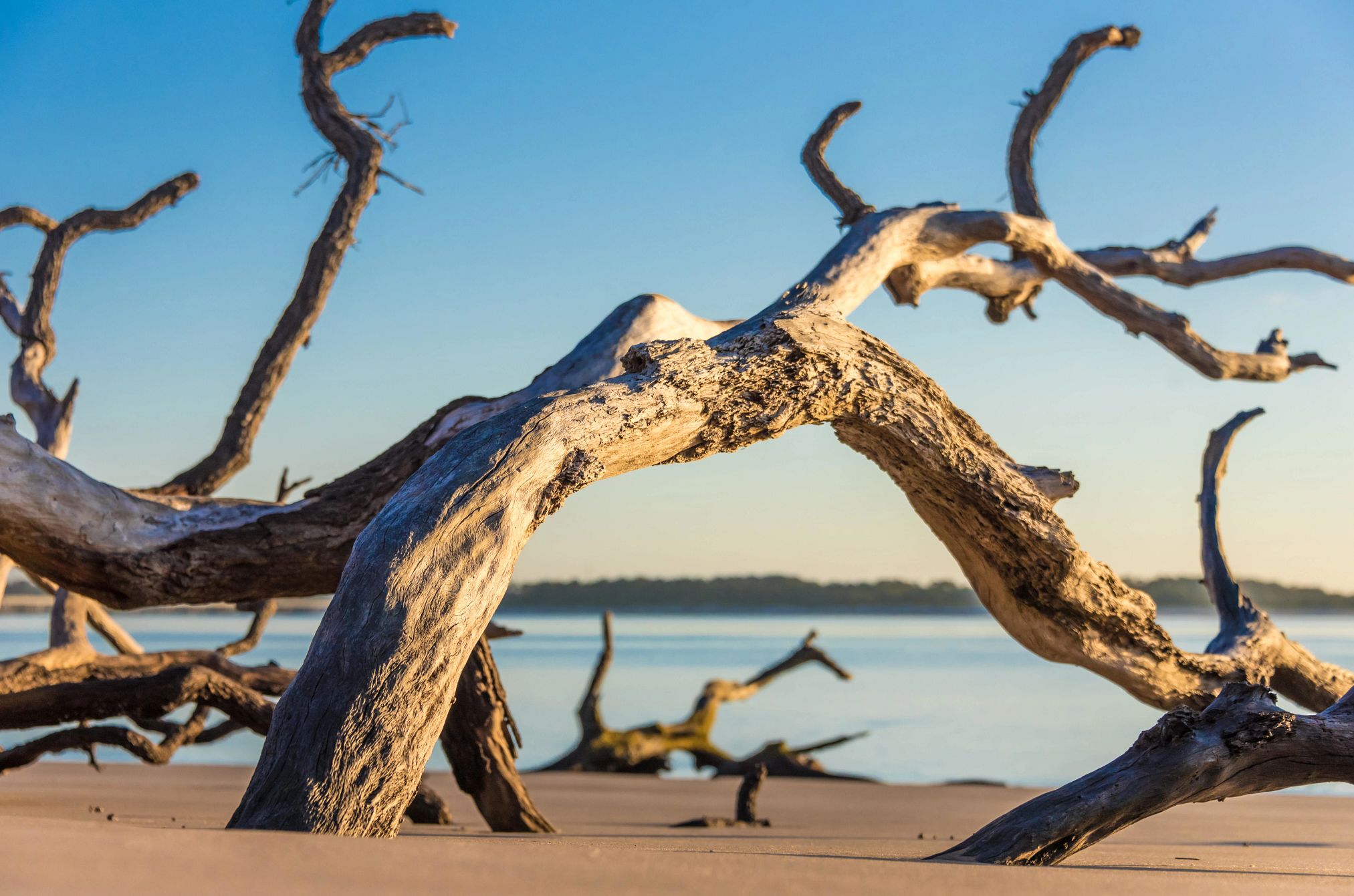 America’s Most Unique Beaches tree branches stick out of the sand at a beach