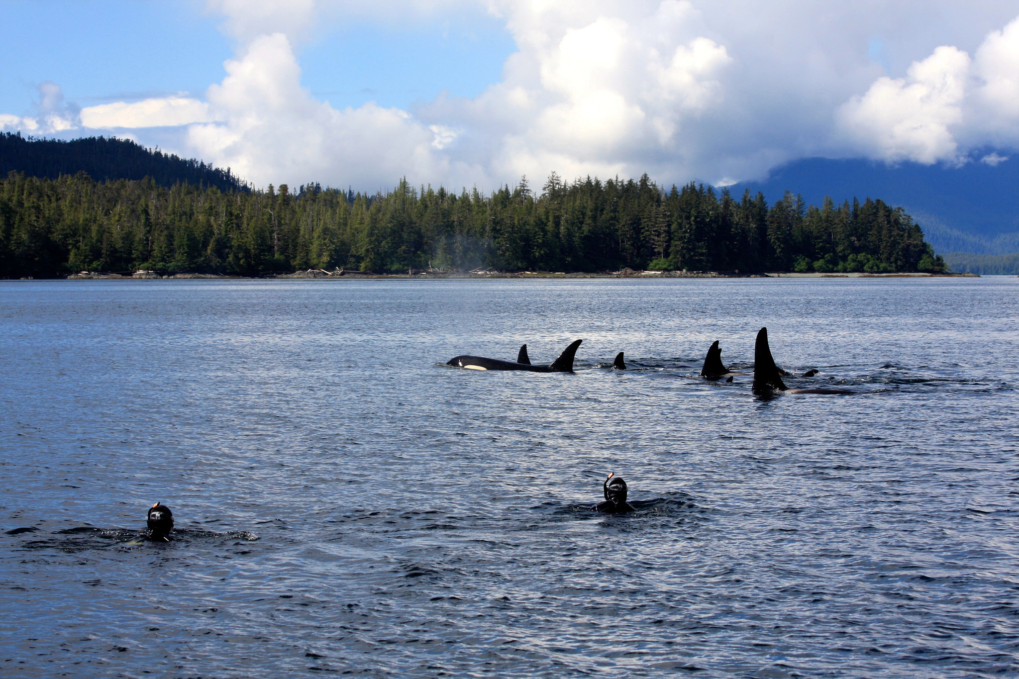 snorkeling with orcas