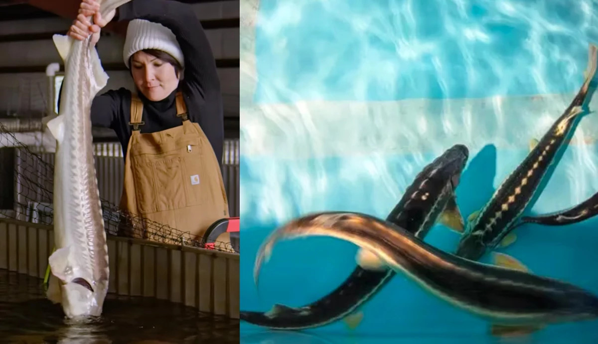 a split image of a woman holding a fish next to an image of fish swimming