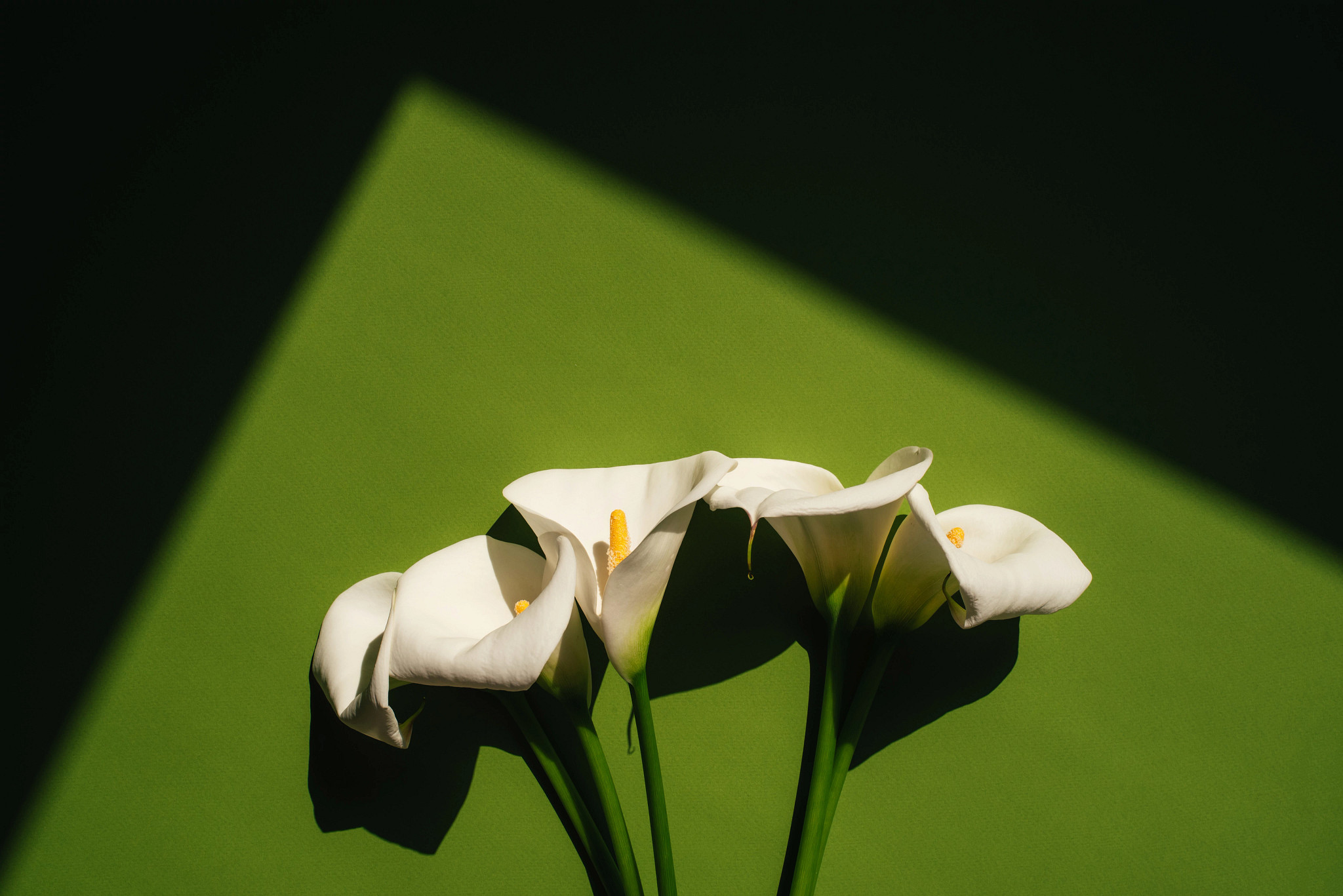 Beautiful white callas.