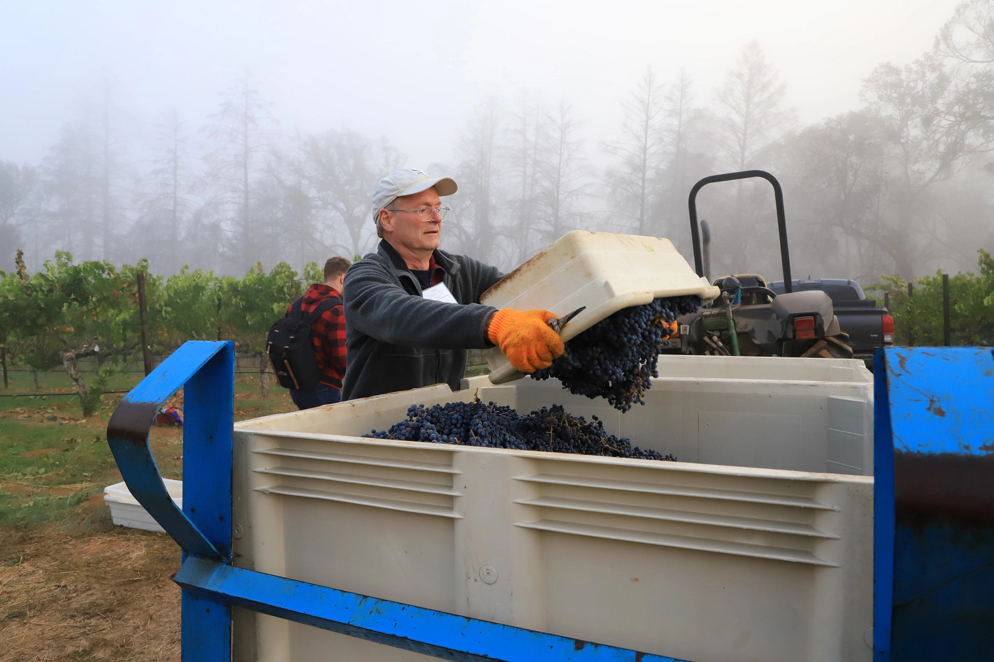 a man empties a bin of grapes at a vineyard