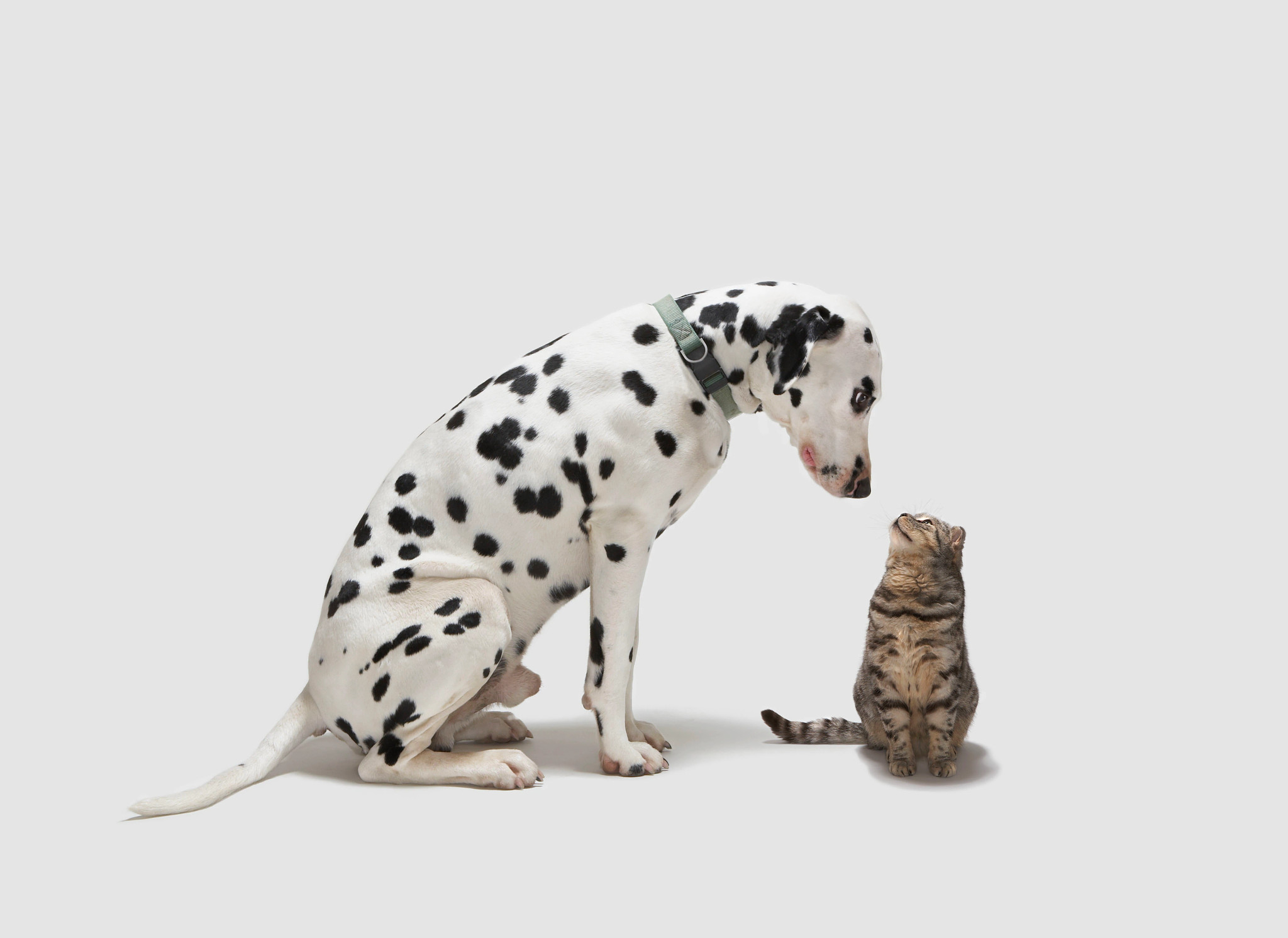 a dog and cat looking at each other