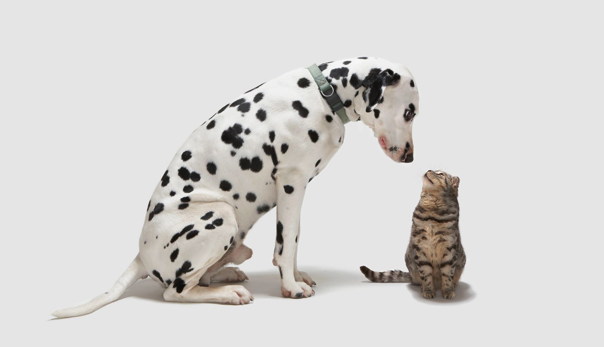 AARP Smart Guide to Pet Adoption a dog and cat looking at each other