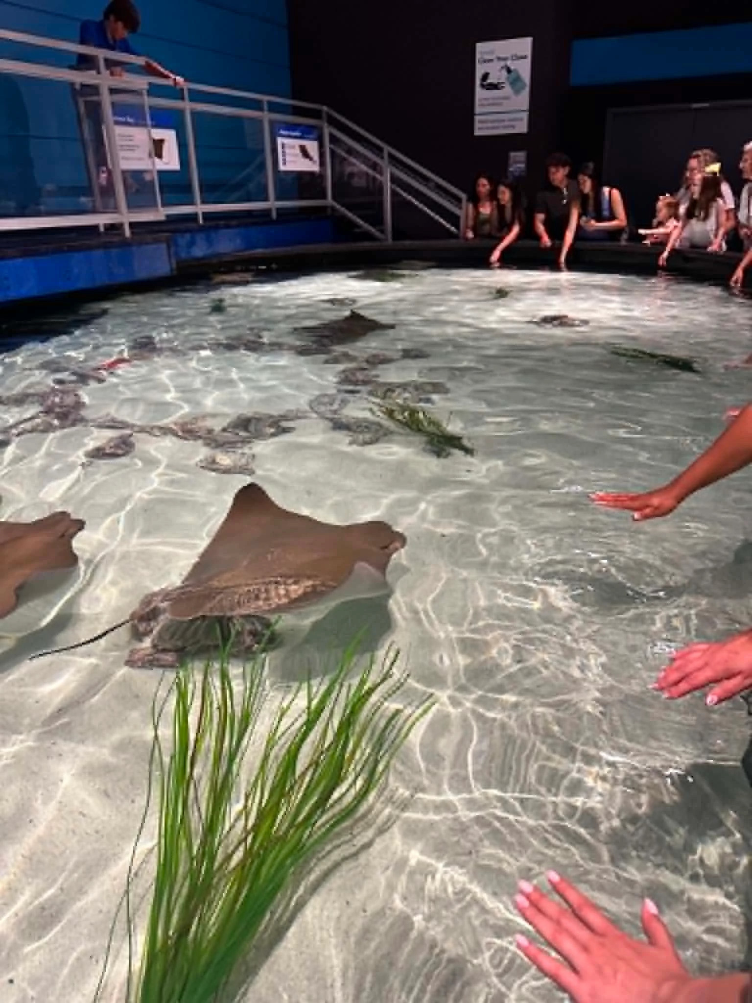 hands reaching into touchpool with mantarays