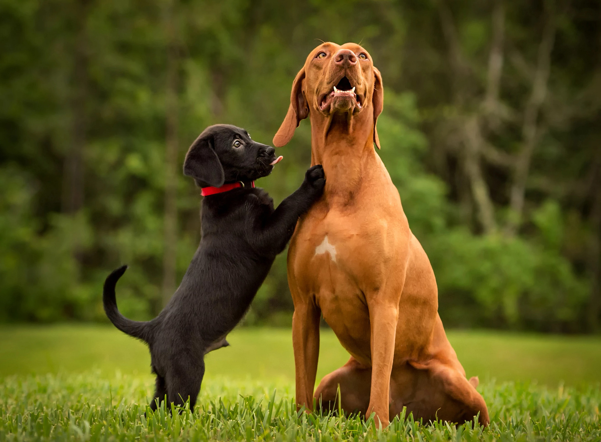 A black Labrador retriever puppy cuddles and a brown Labrador retriever 