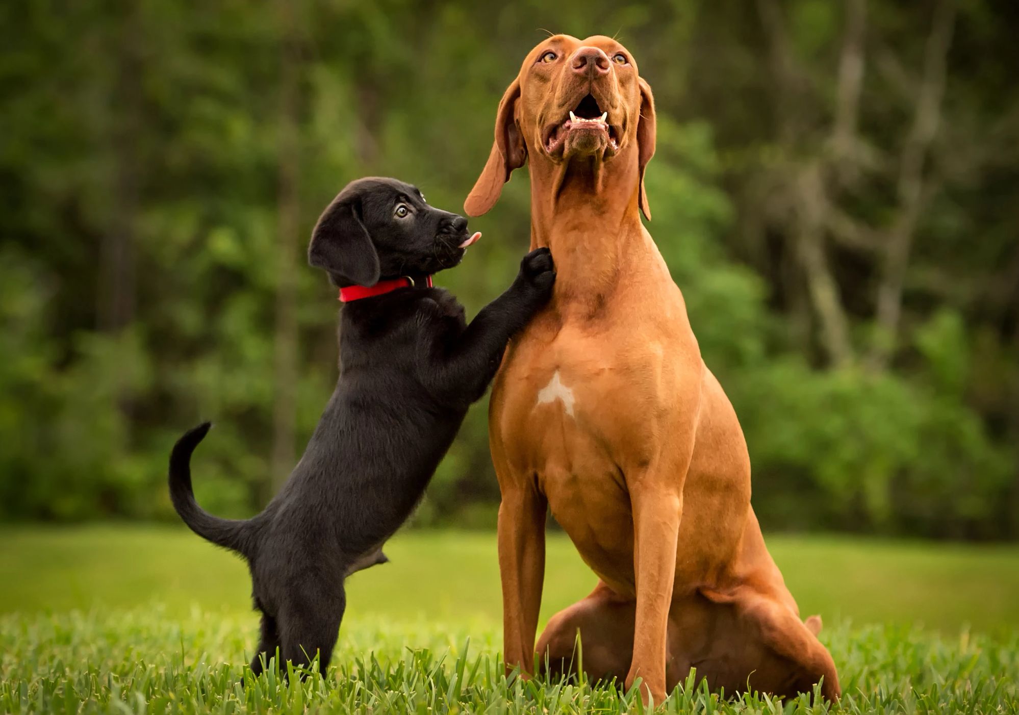 A black Labrador retriever puppy cuddles and a brown Labrador retriever 