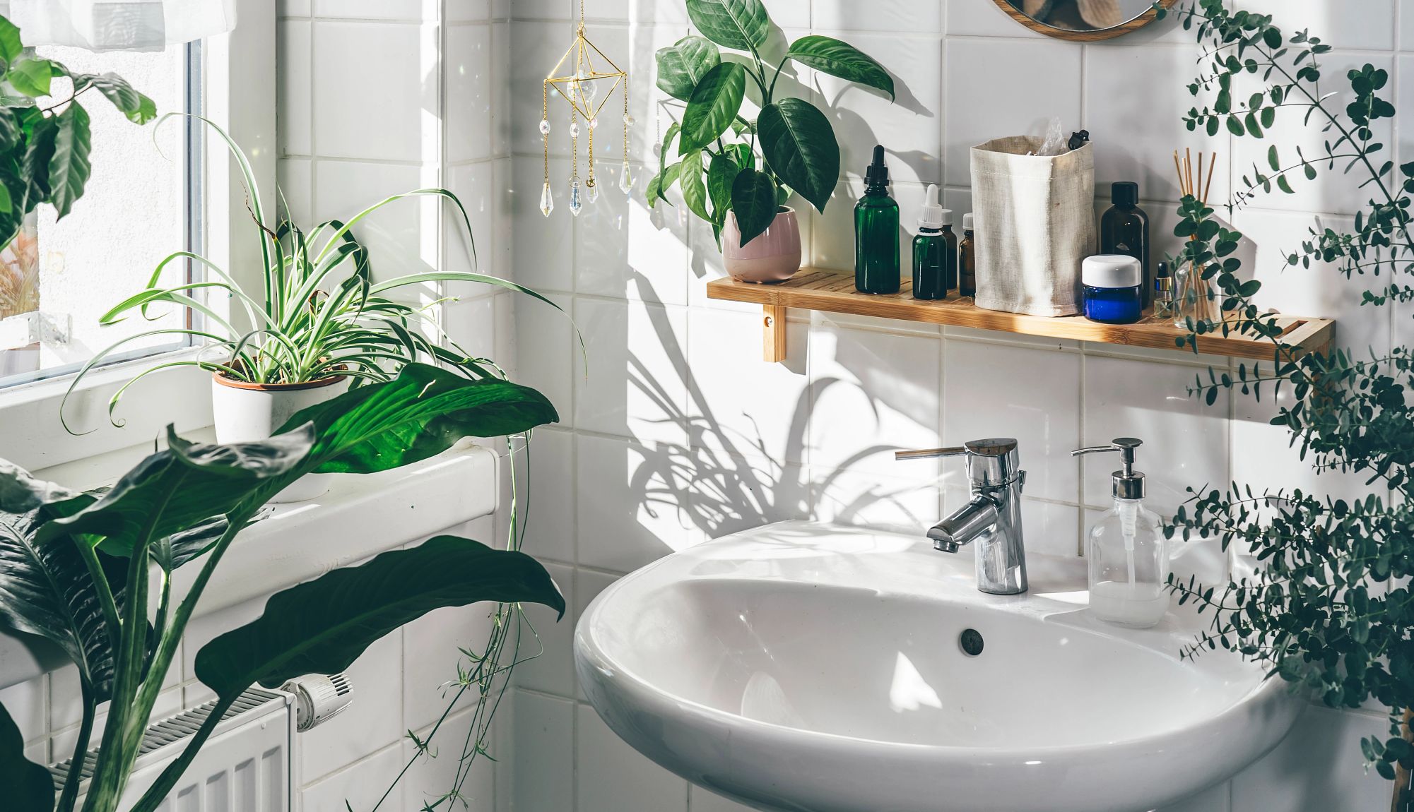 be careful about the type of plants you select  various plants in a bathroom