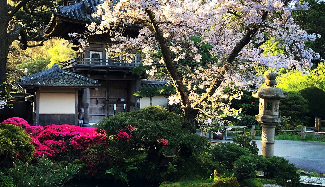 a japense garden with cherry trees