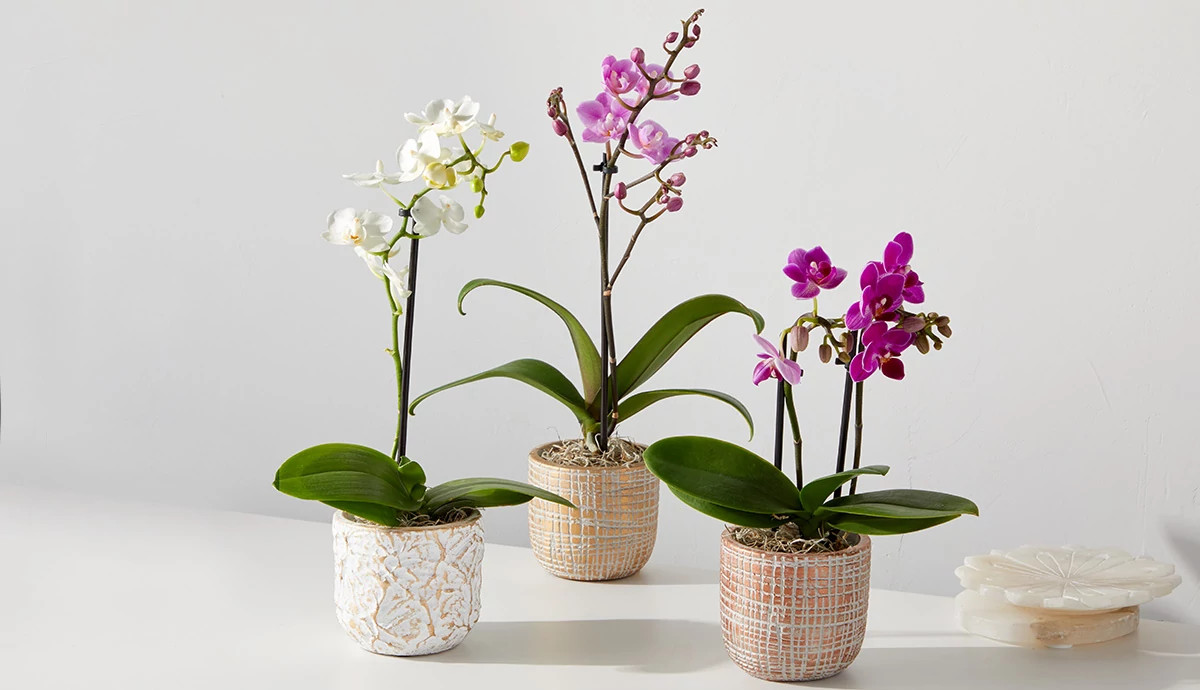 Three orchids with blooming flowers from Plants by FTD sitting on a white table