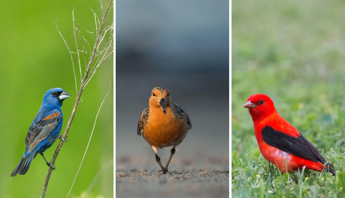 a collage of a blue grosbeak, red knot and scarlet tanager