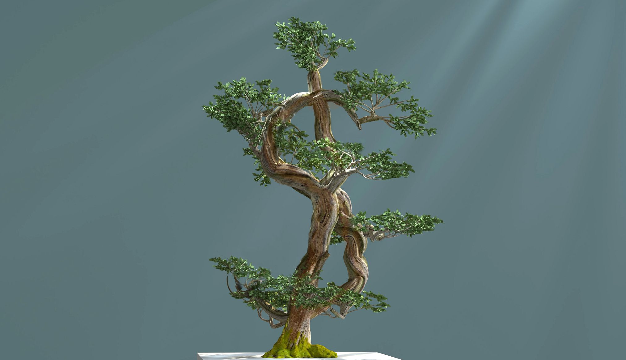 what you need to know about roth iras A bonsai tree