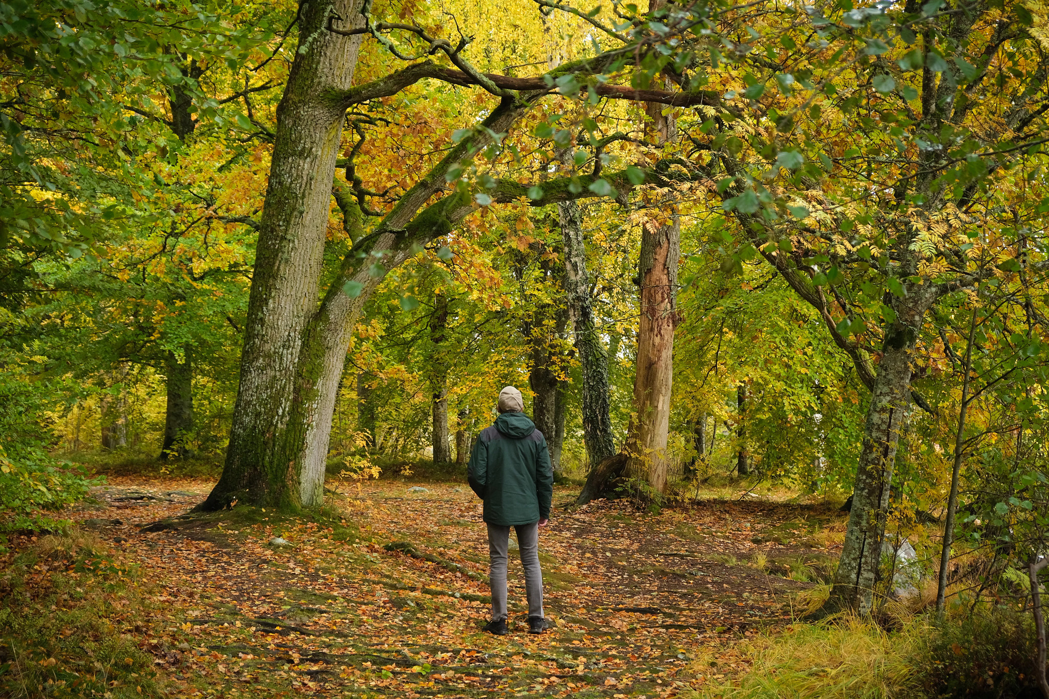 A man stands and looks at a large tree in a deciduous forest