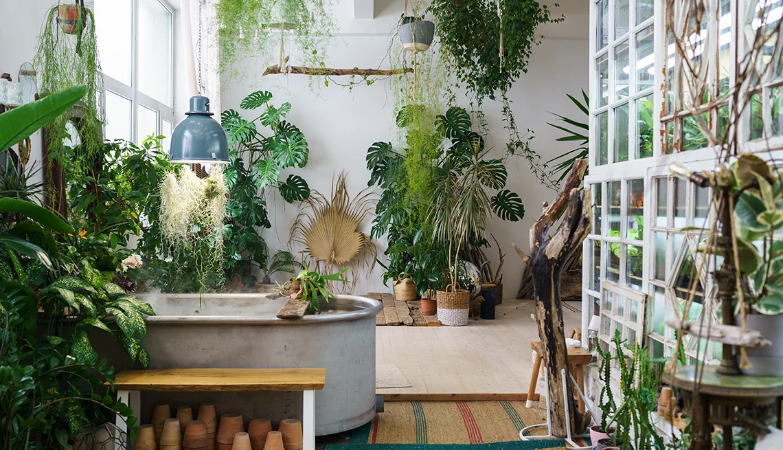 planta en un estante, dividiendo una habitación