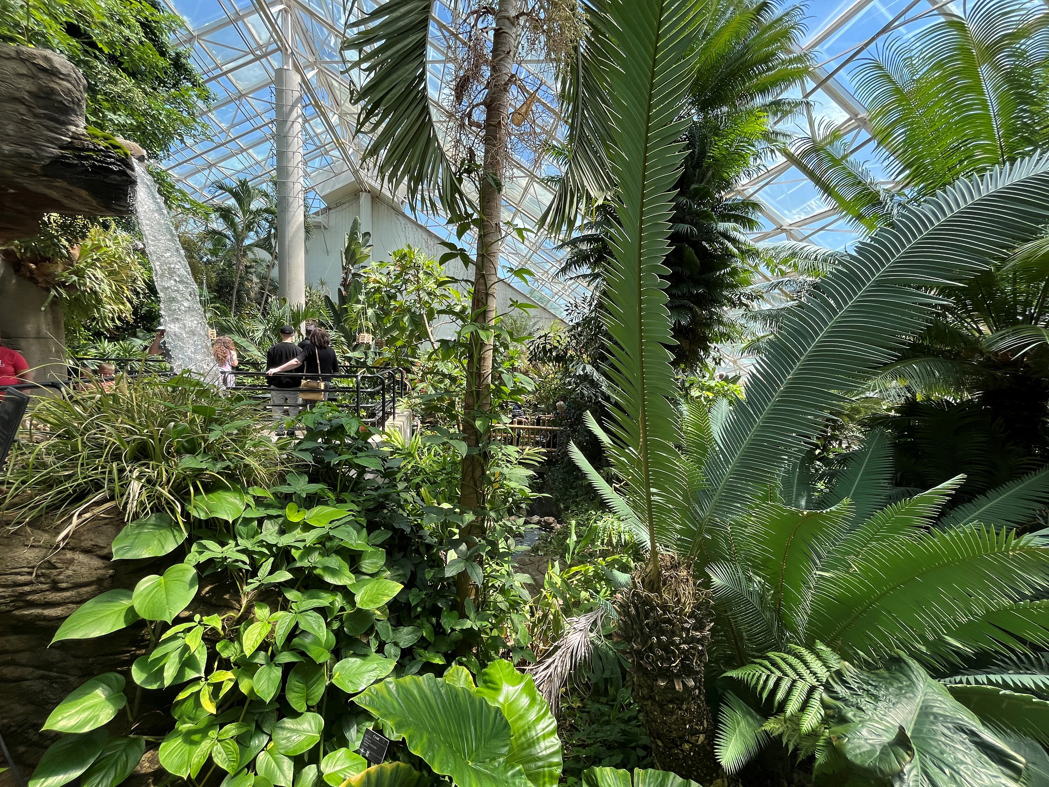 plants and trees inside a conservatory