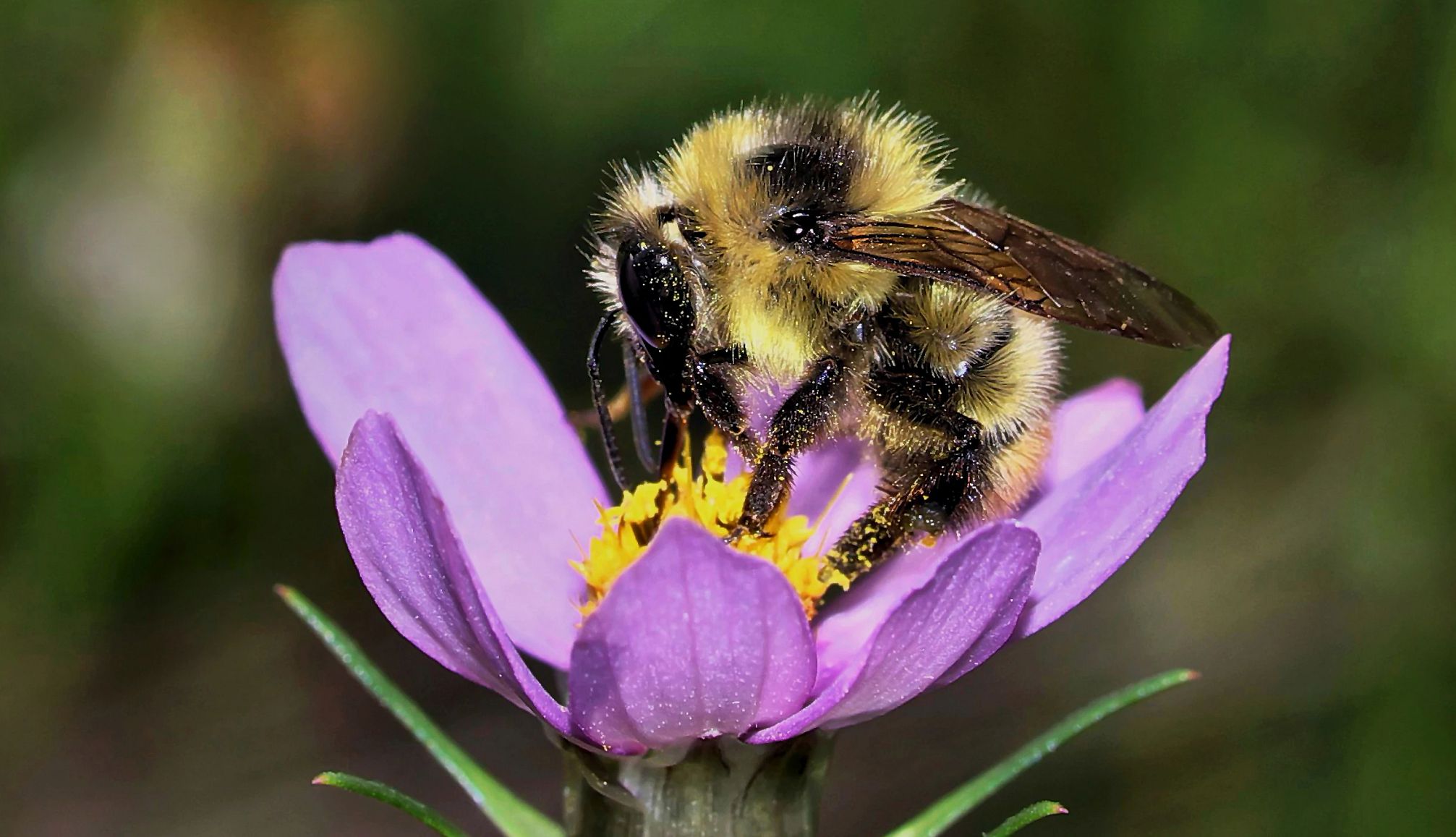 A honey bee with pollen on a pink flower with a green background.