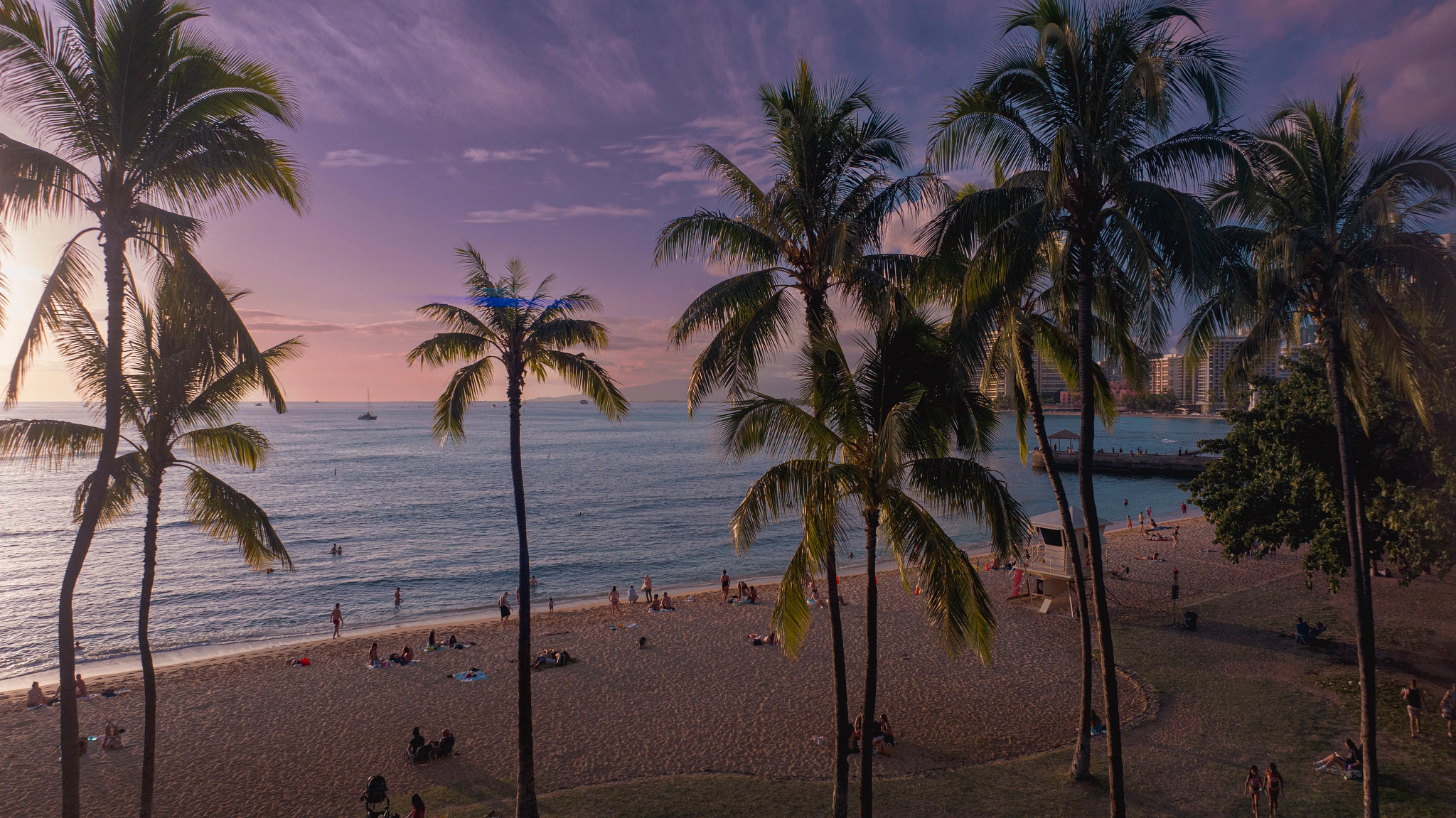tall palm trees on a beach with people scattered along the shoreline