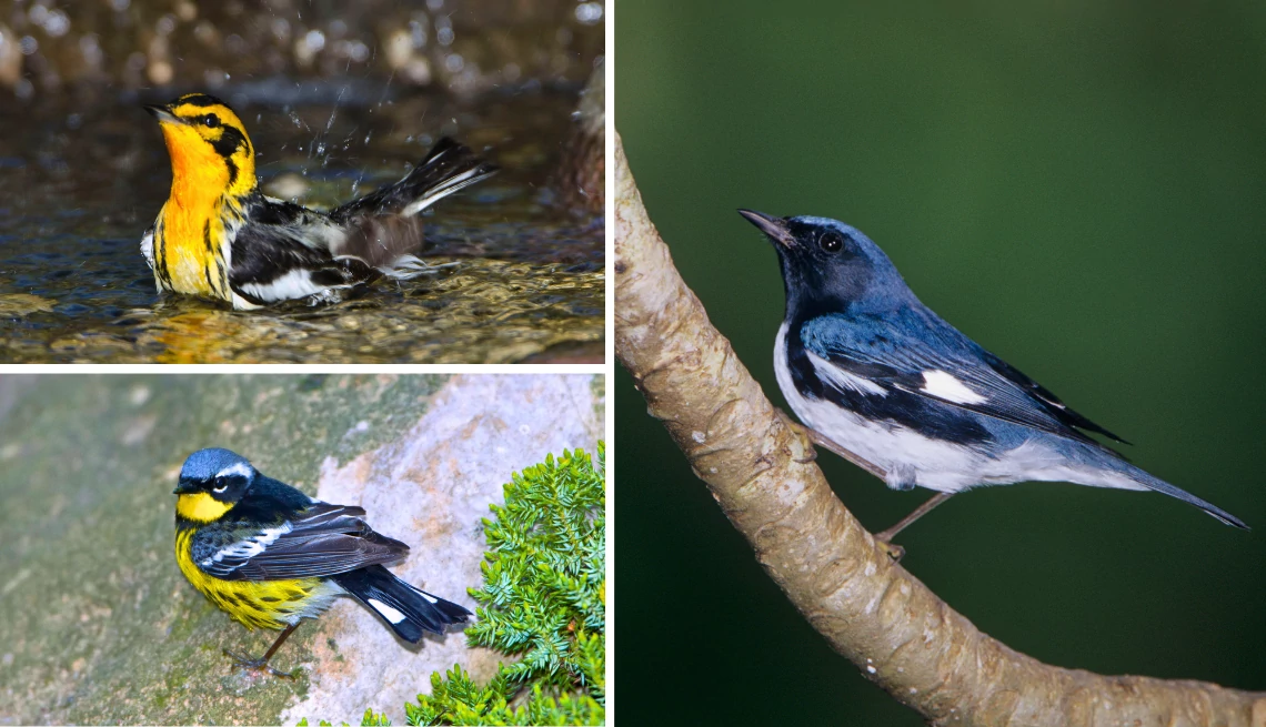 a collage of several warbler birds