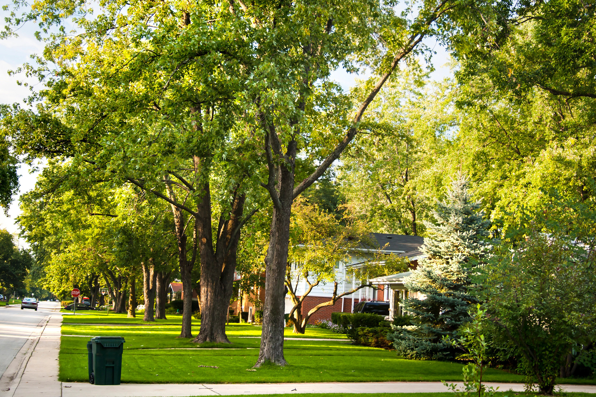 a tree lined street