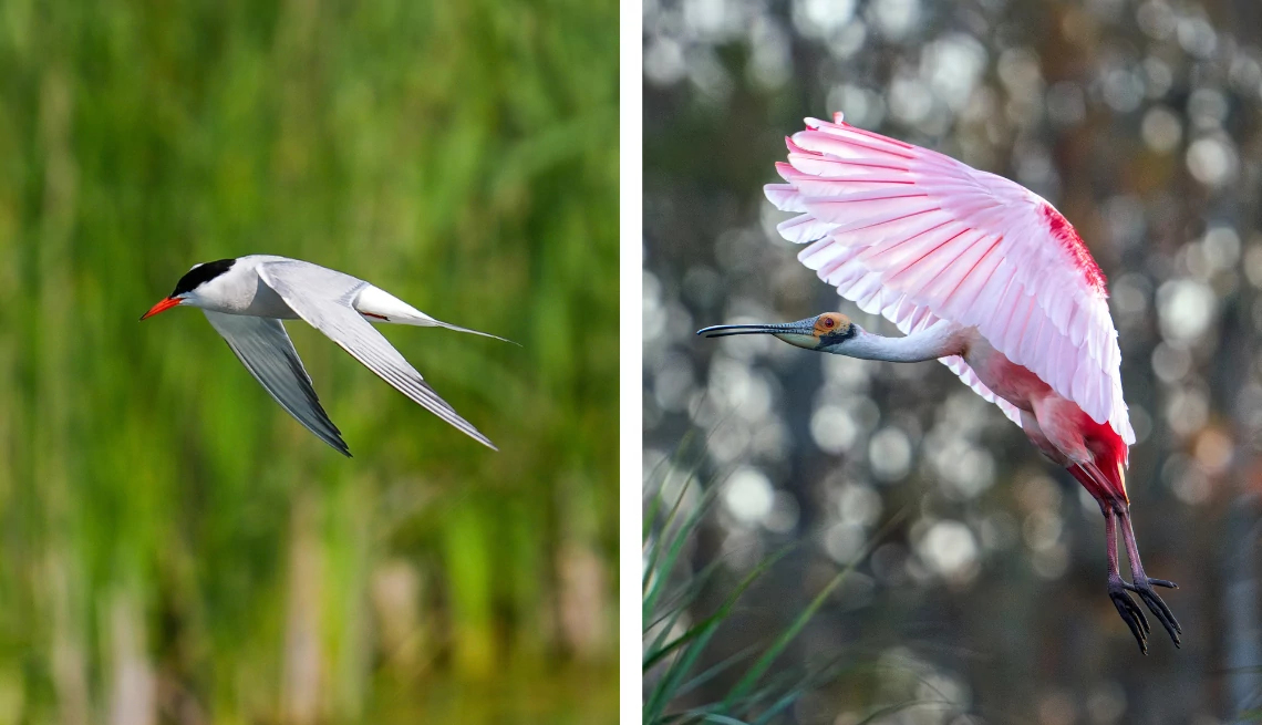 a split image of a common tern and roseate spoonbill