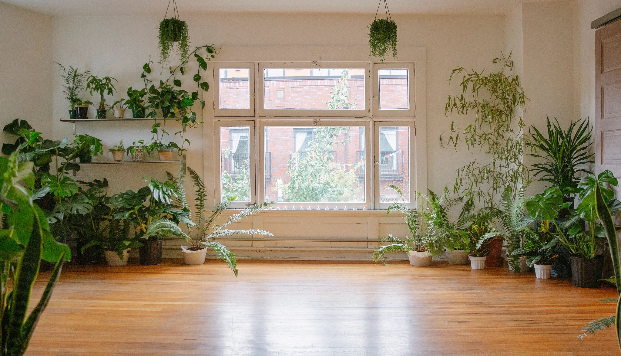 Smart Guide: Indoor Plants A photo shows a large room with big windows and hardwood floors, decorated with variety of plants.