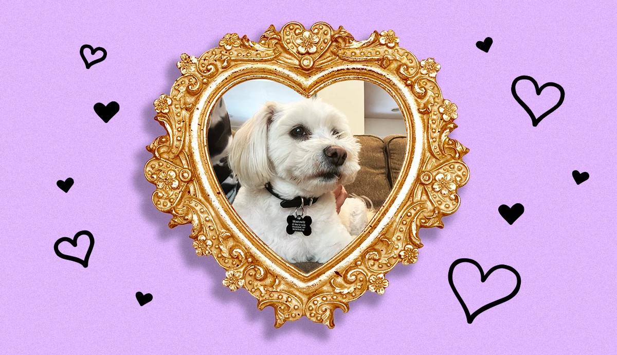A small white dog wearing a collar sits inside an ornate gold heart‑shaped frame on a purple background decorated with black hearts
