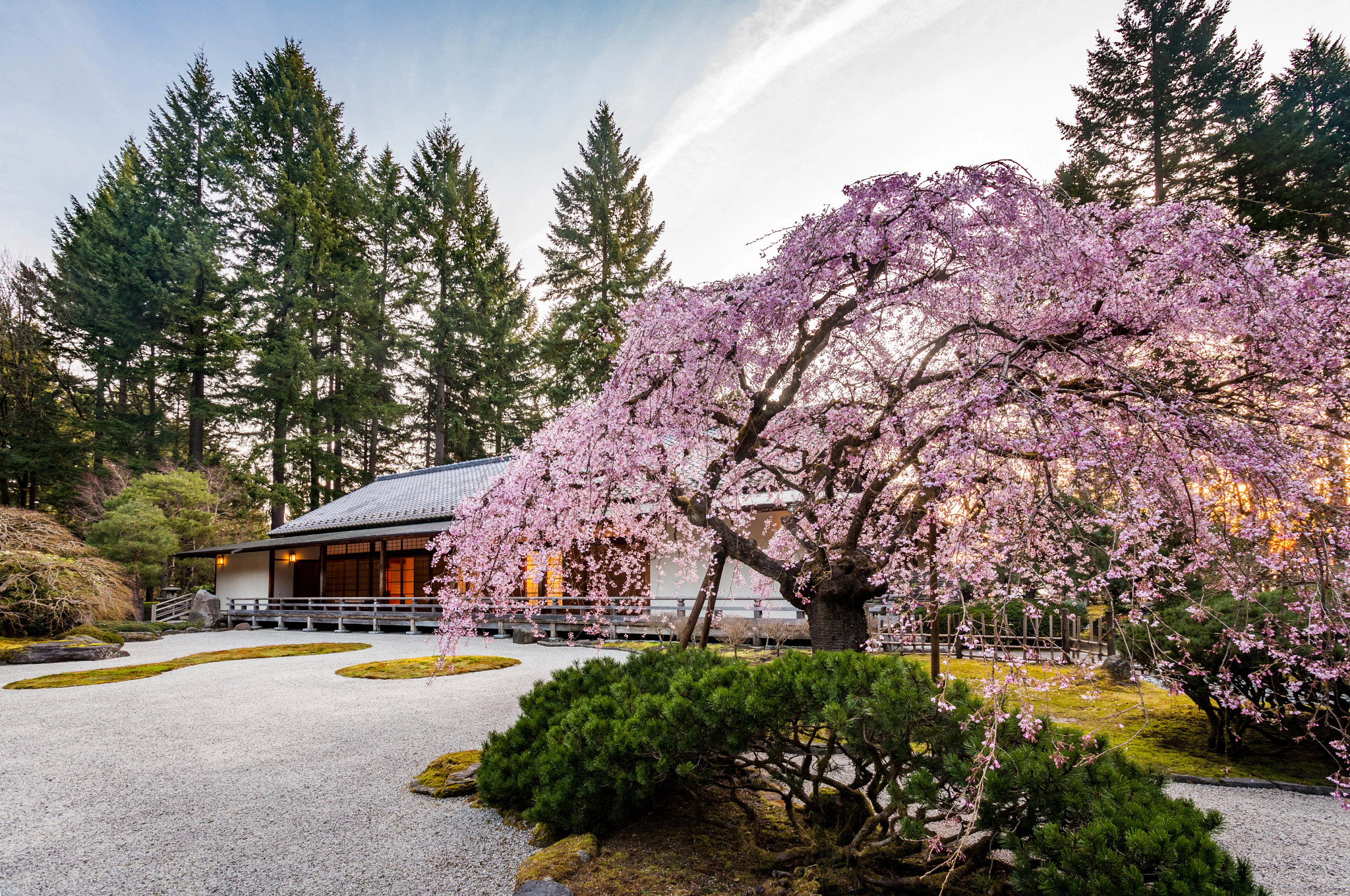 a cherry blossom at the portland japenese garden