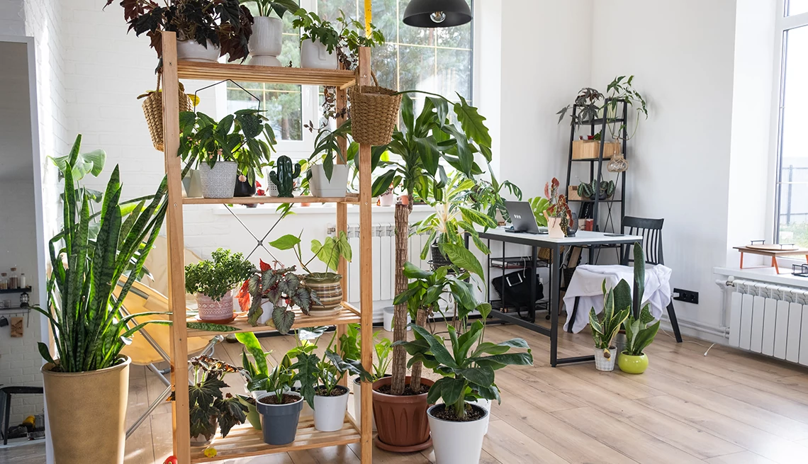 planta en un estante, dividiendo una habitación