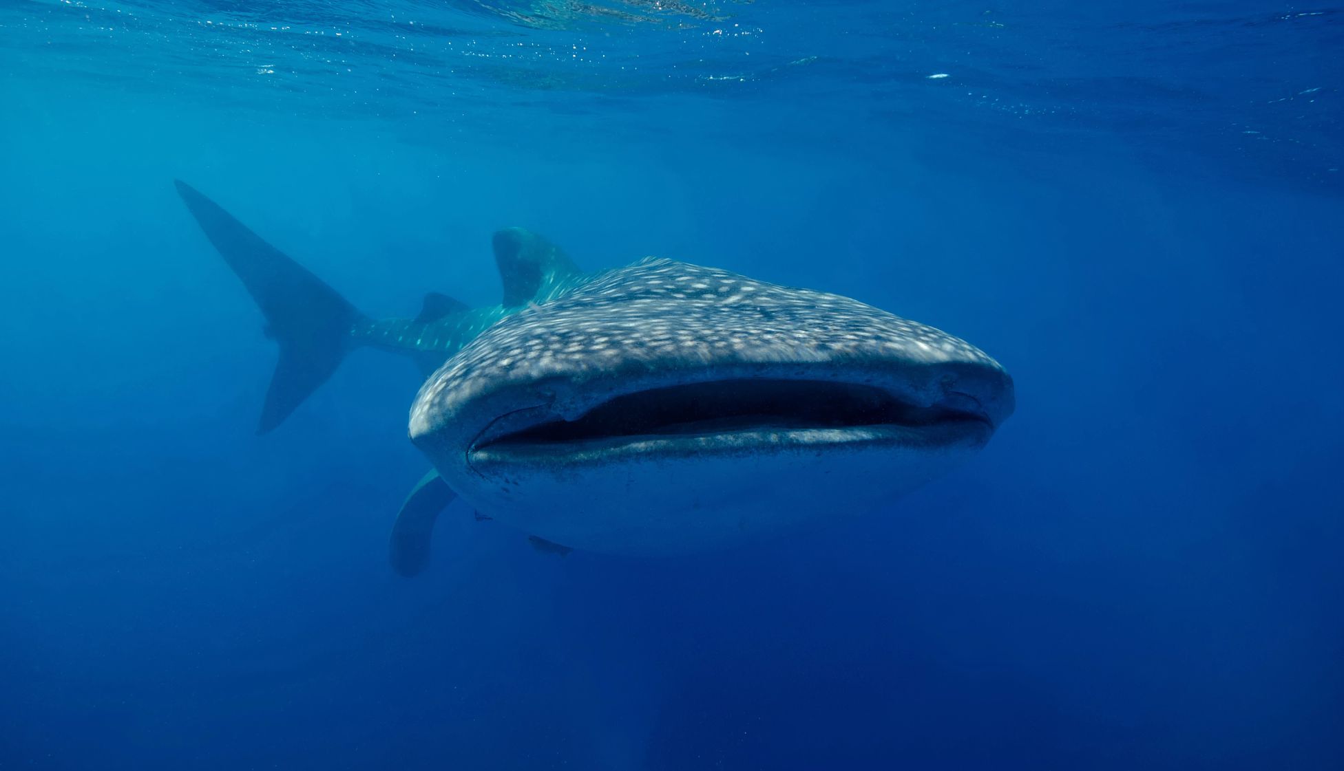 a whale shark in Mexico