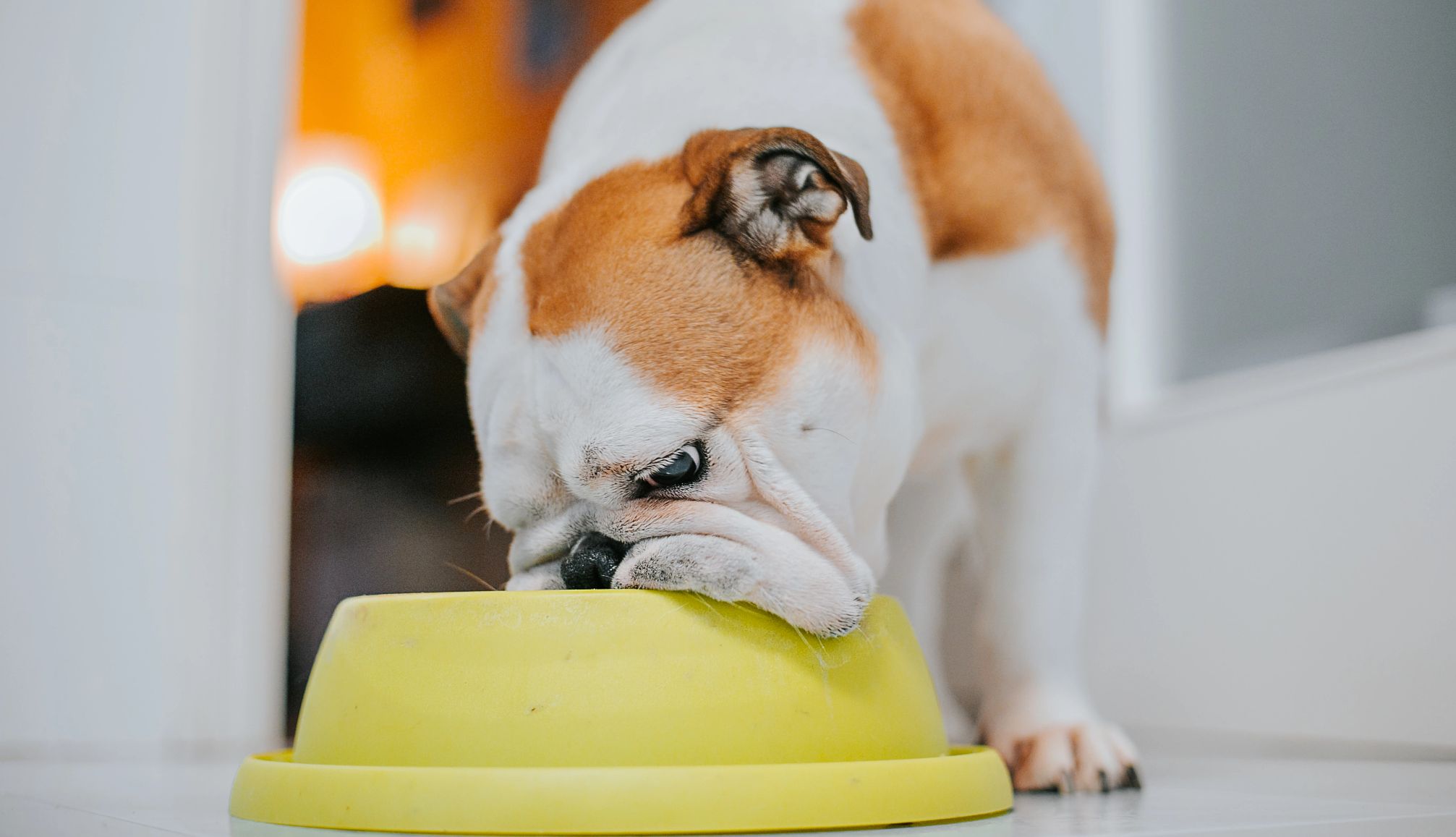 FDA Recalls Pet Food Due to Salmonella and Listeria Contamination a bulldog eating pet food out of a yellow bowl