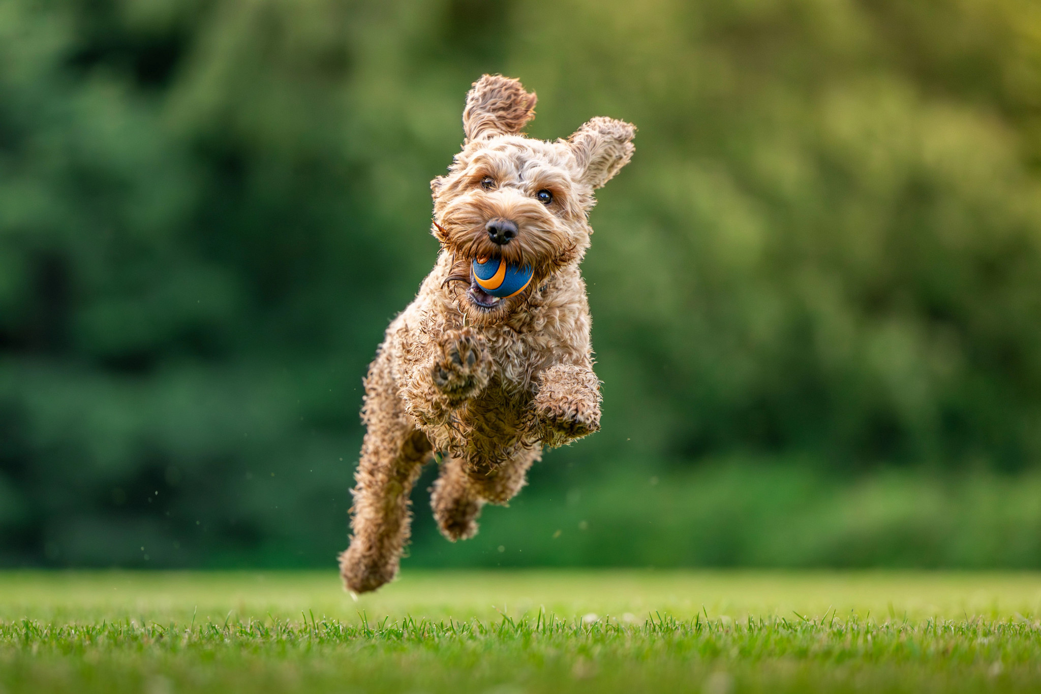 a photo shows a Cockapoo leaping through a grassy field