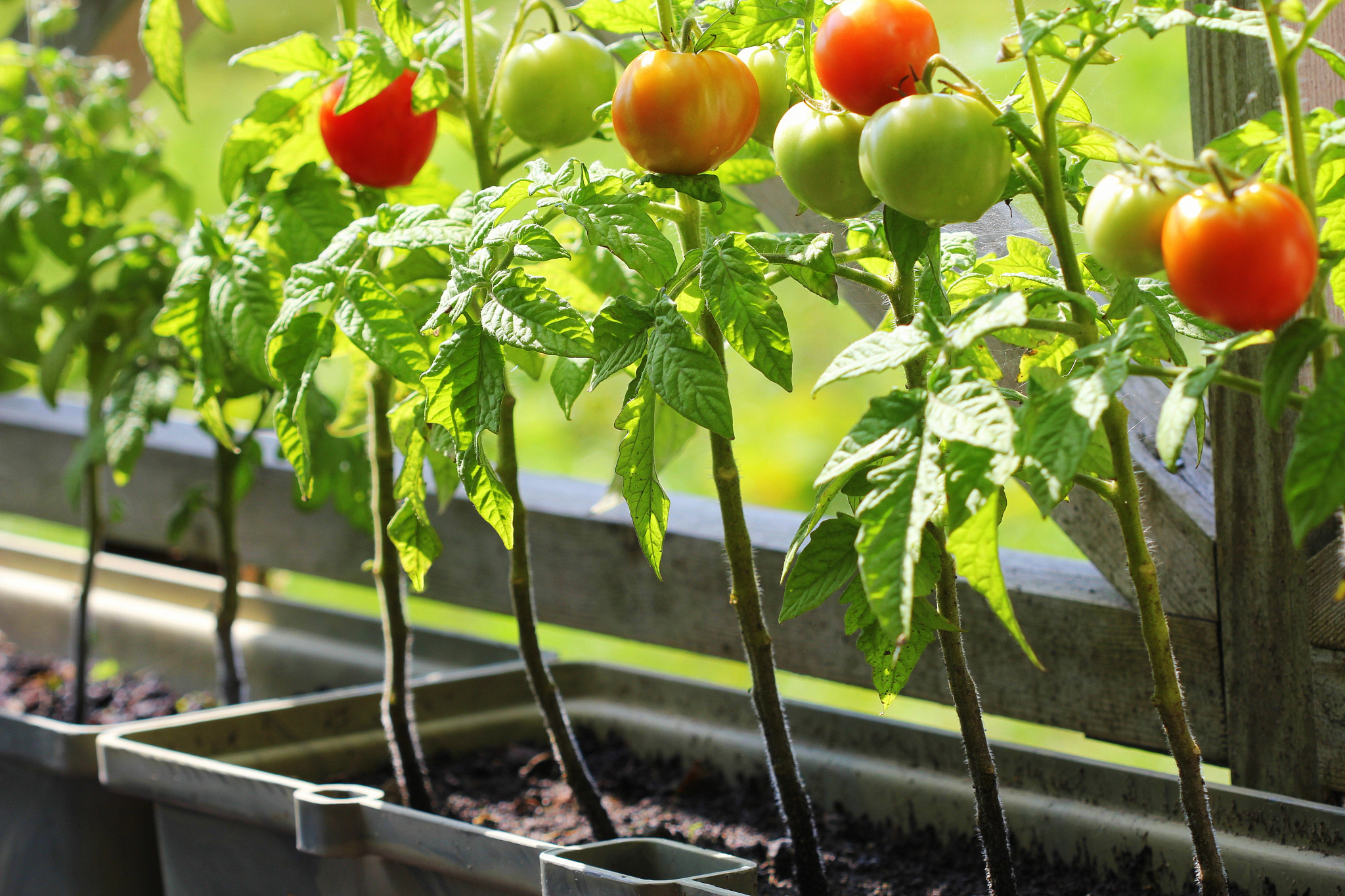 tomato plants