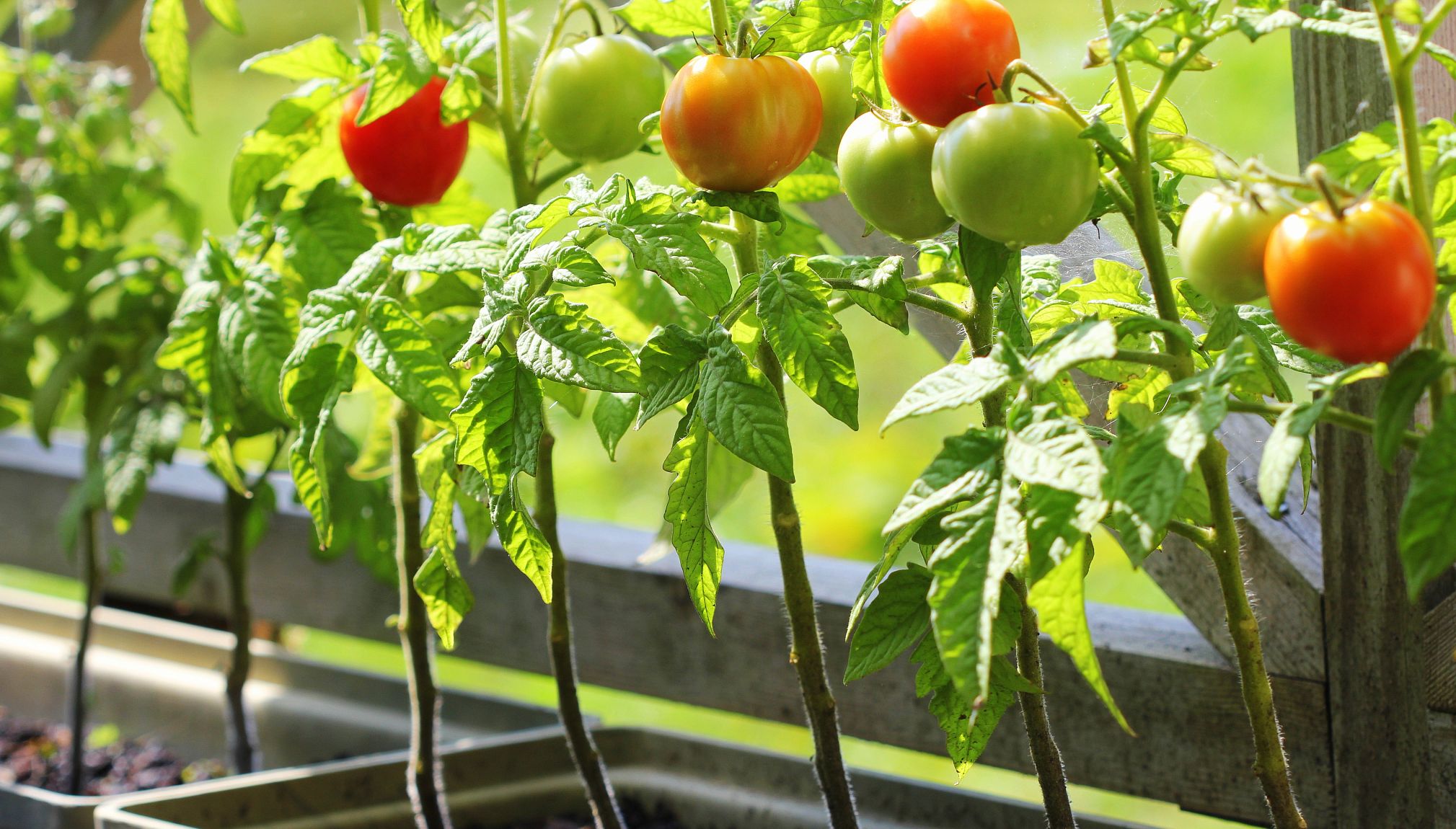 tomato plants tend to need a lot of light tomato plants