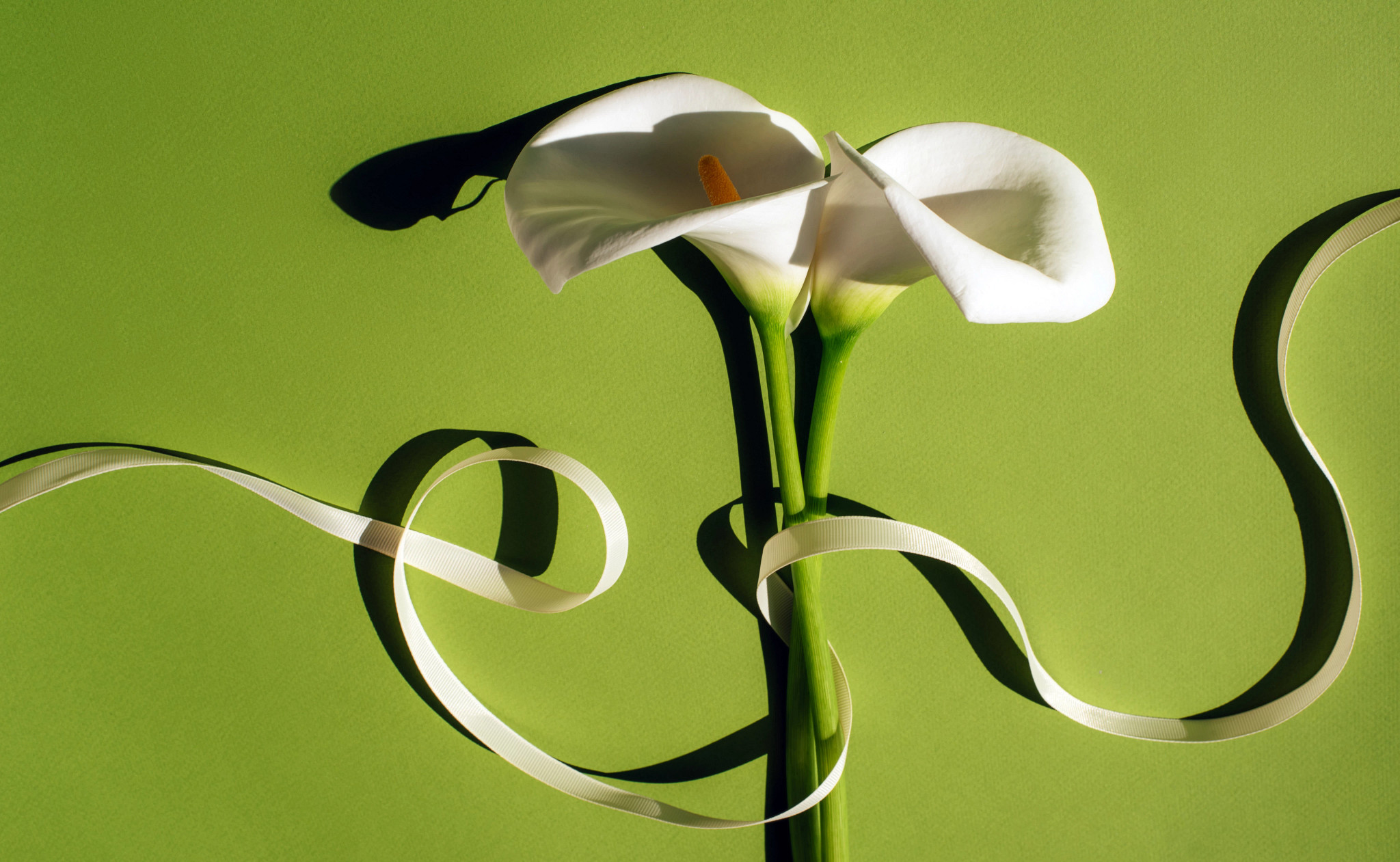 Beautiful white callas.