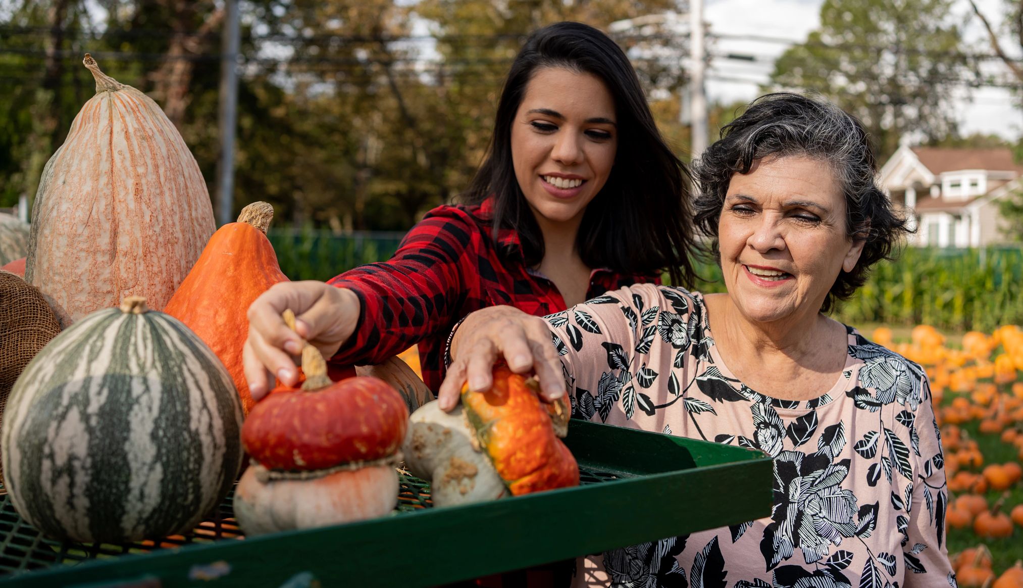 Charming pumpkin patches mother and daughter picking pumpkins together