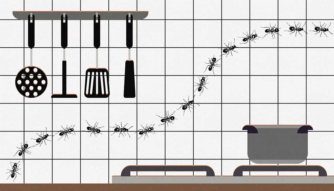 caulking cracks and crevices on the outside of your house can help keep ants out ants crawling around a kitchen