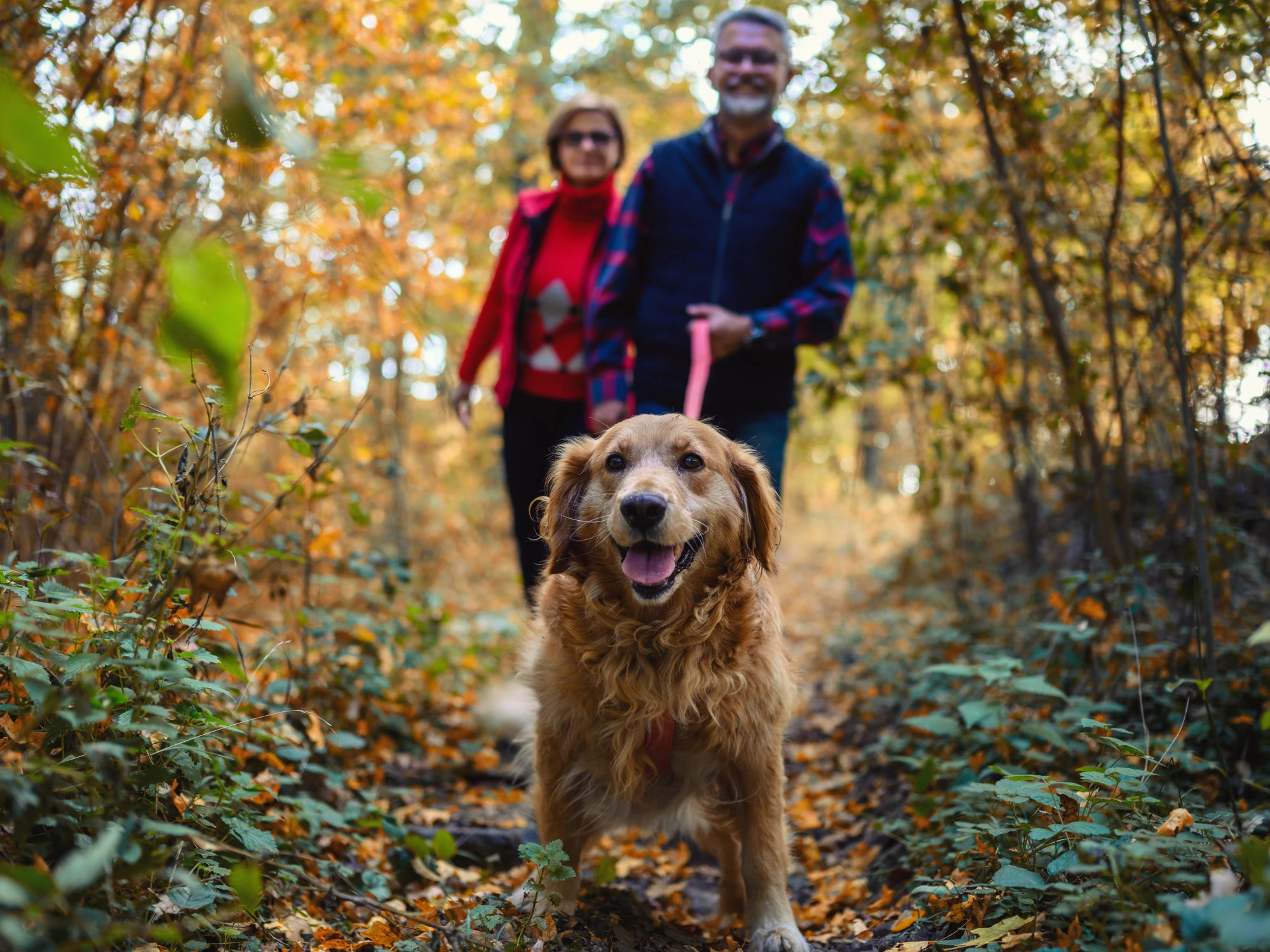 couple on autumn walk with the golden retriever